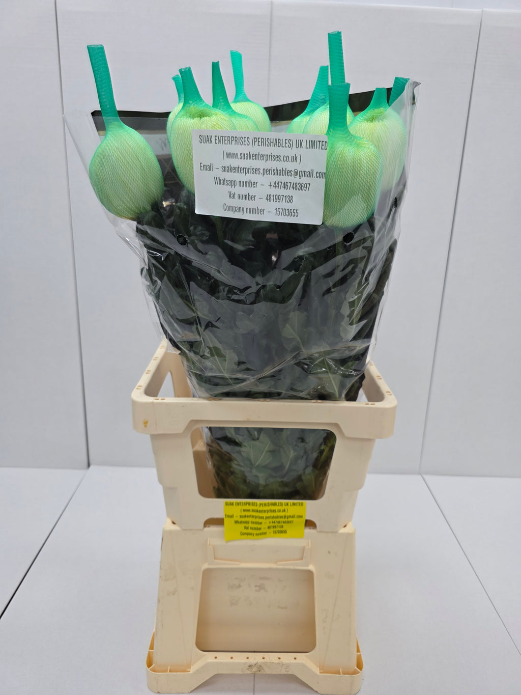 Farm Fresh Chrysanthemum G Magnum Yellow (Bunch of 10 stems, Length 70cm)