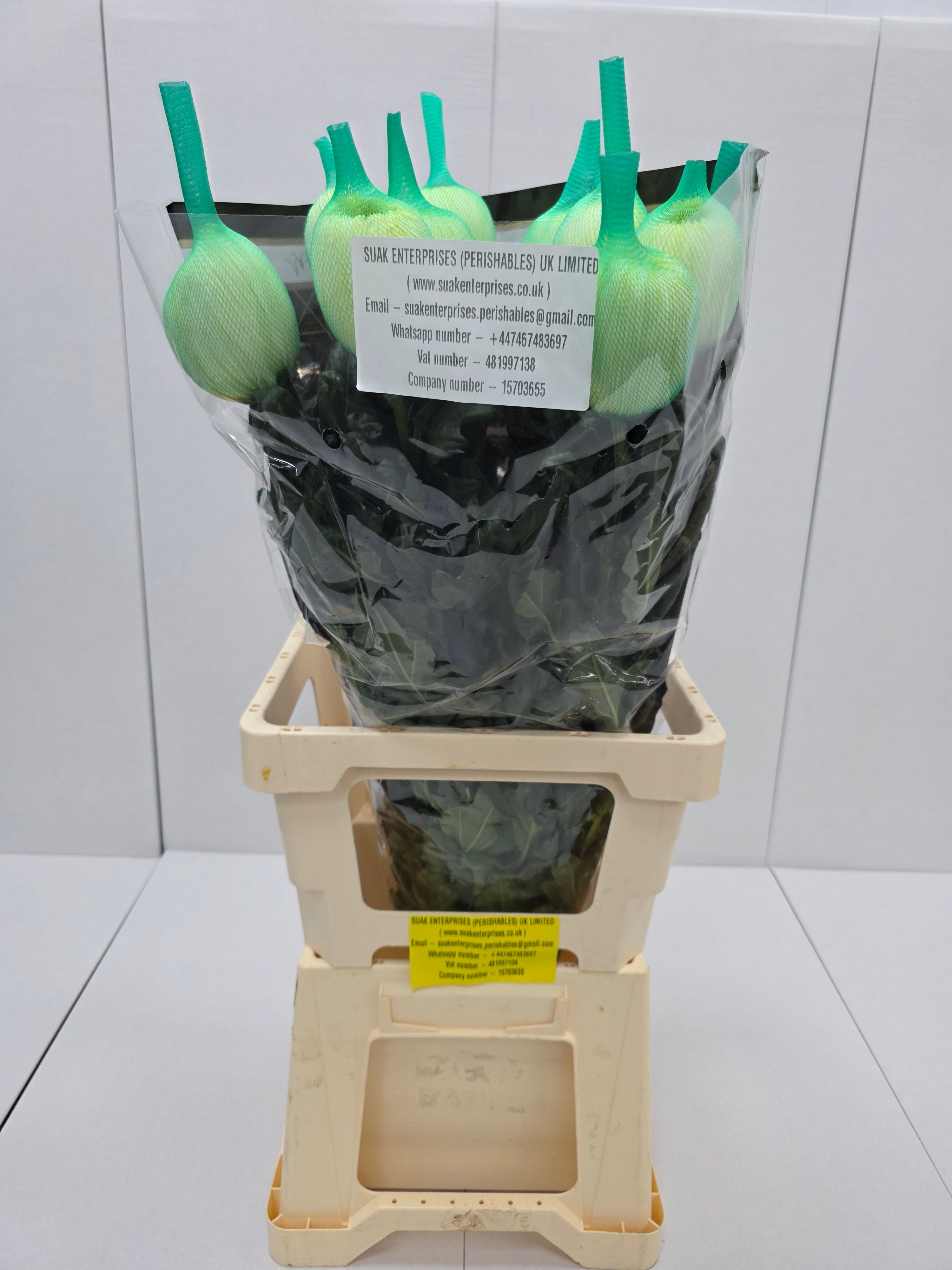 Farm Fresh Chrysanthemum G Magnum Yellow (Bunch of 10 stems, Length 70cm)