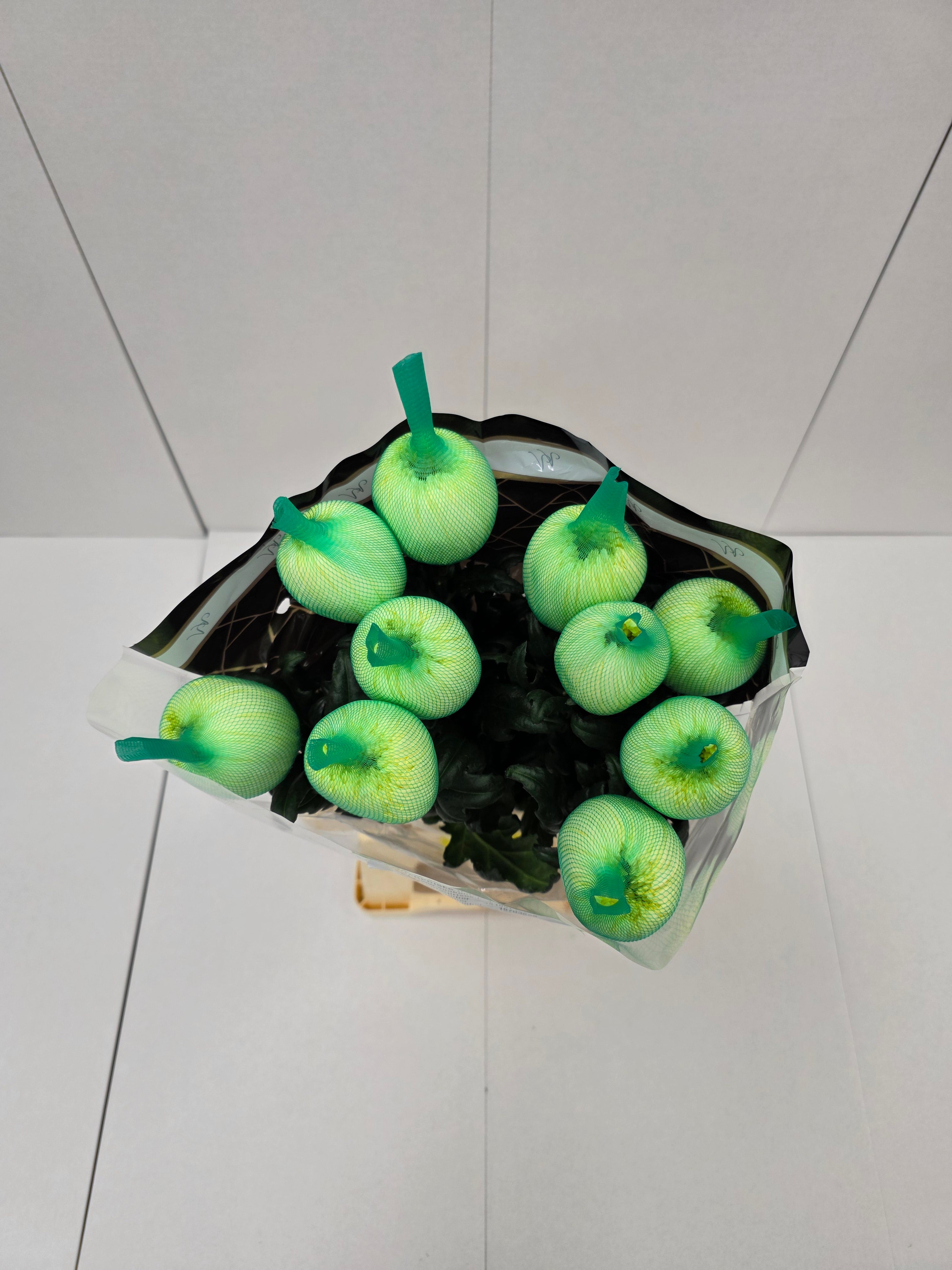 Farm Fresh Chrysanthemum G Magnum Yellow (Bunch of 10 stems, Length 70cm)