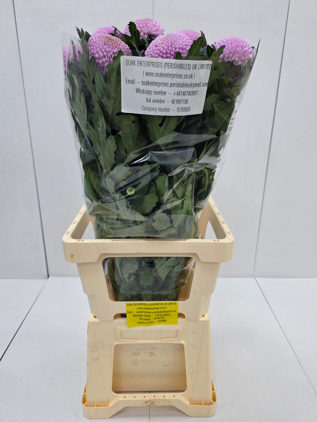 Farm Fresh Chrysanthemum G Momoko(Bunch of 10 stems, Length 70cm)