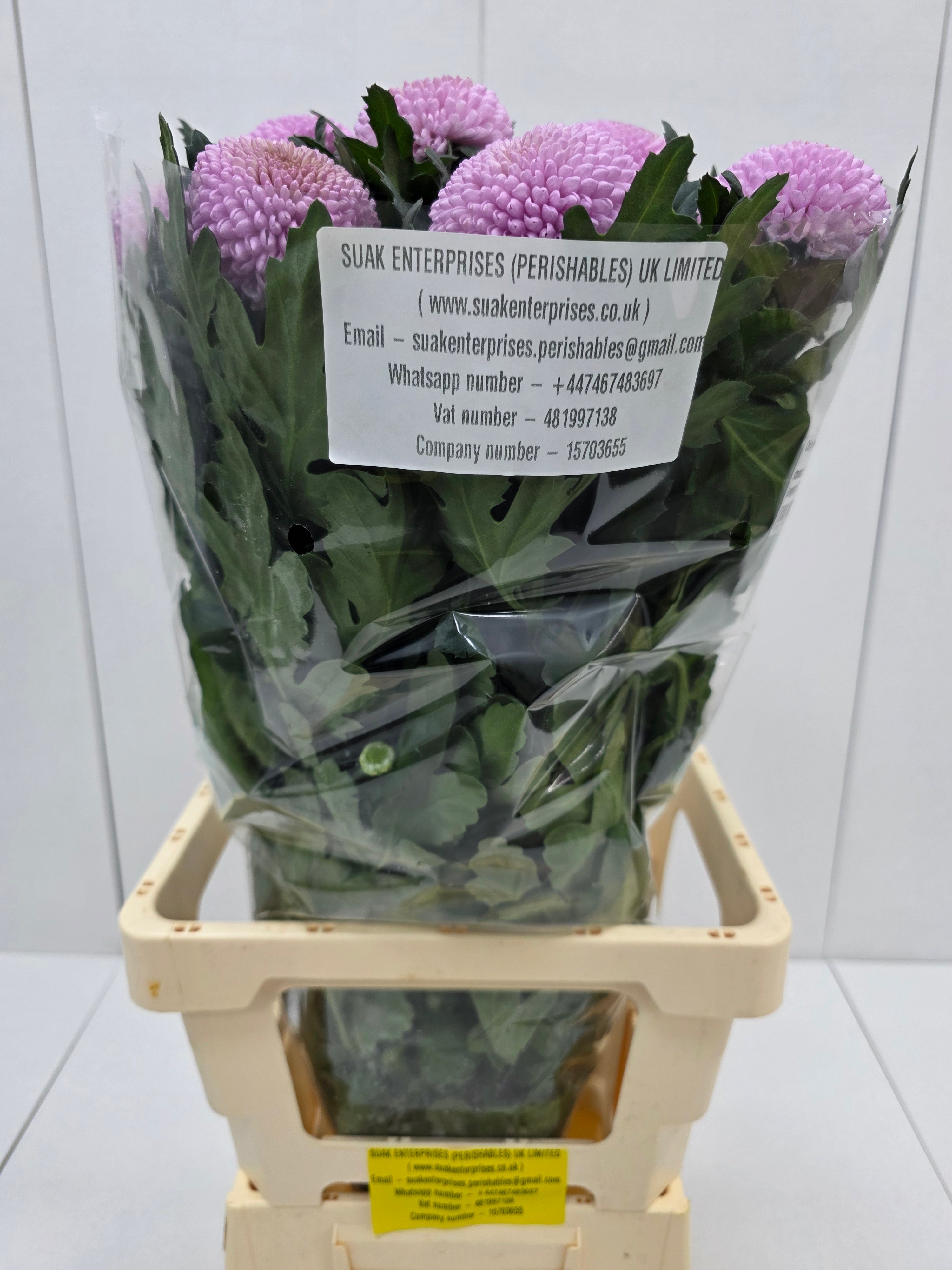 Farm Fresh Chrysanthemum G Momoko(Bunch of 10 stems, Length 70cm)