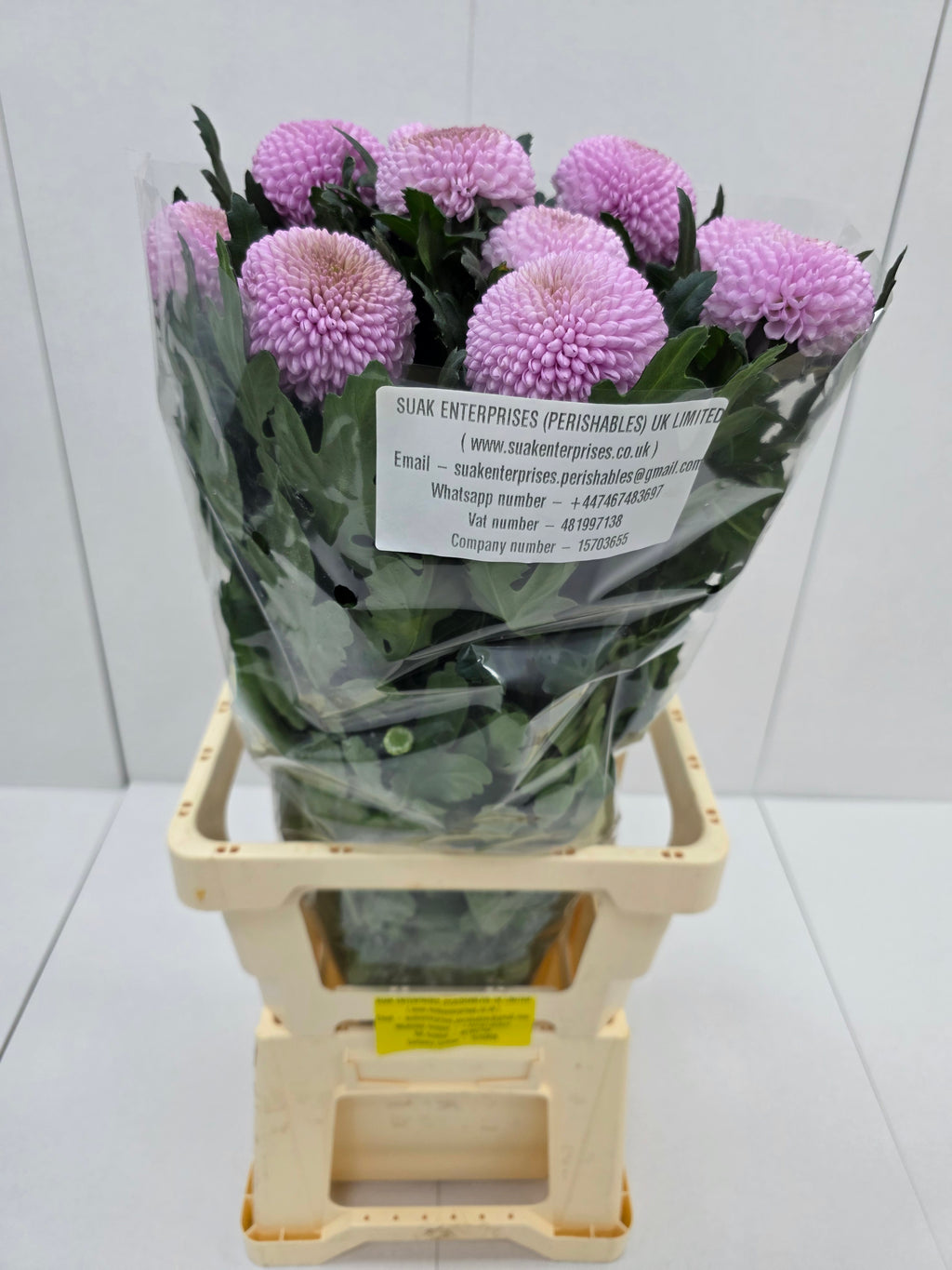 Farm Fresh Chrysanthemum G Momoko(Bunch of 10 stems, Length 70cm)