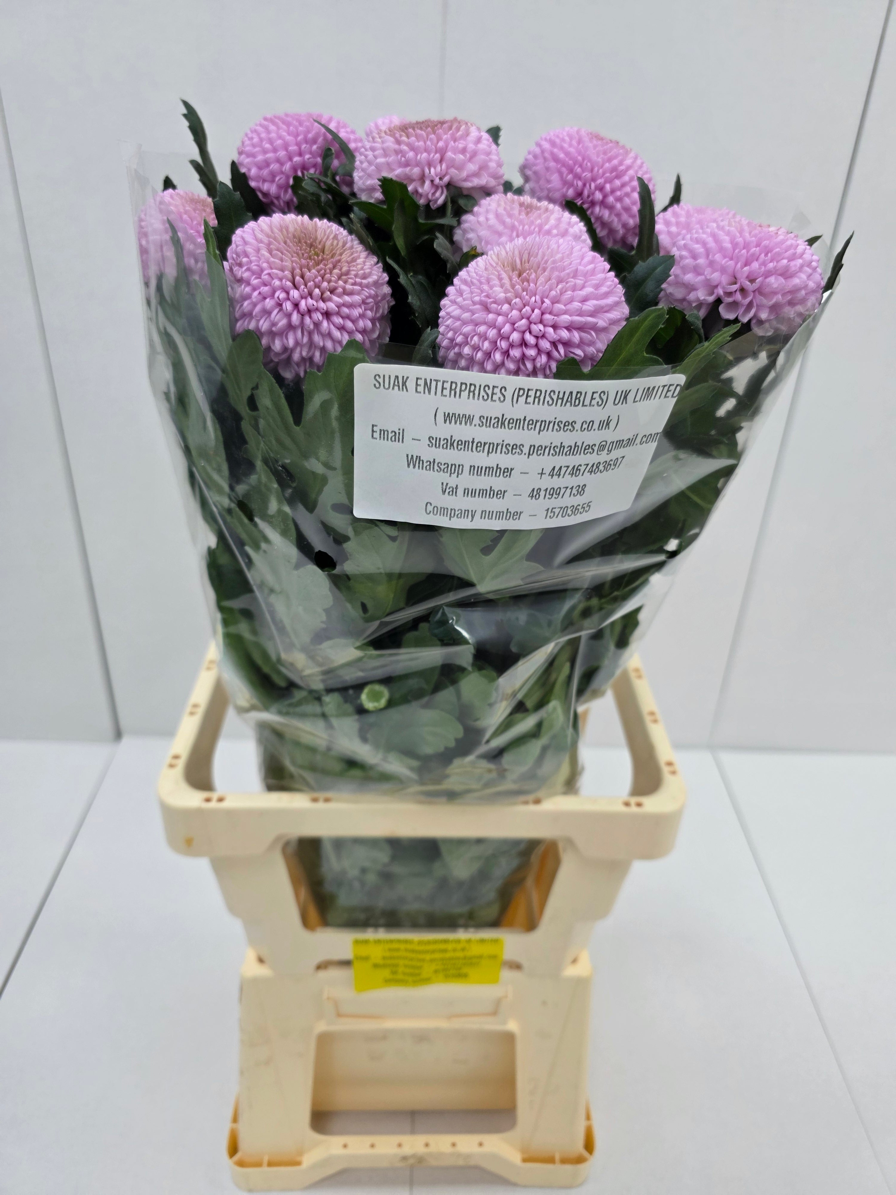 Farm Fresh Chrysanthemum G Momoko(Bunch of 10 stems, Length 70cm)