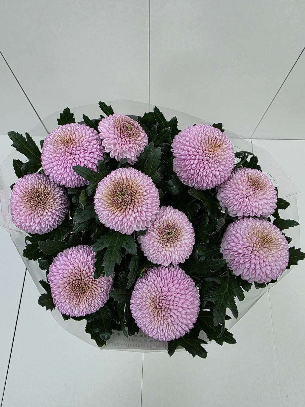 Farm Fresh Chrysanthemum G Momoko(Bunch of 10 stems, Length 70cm)