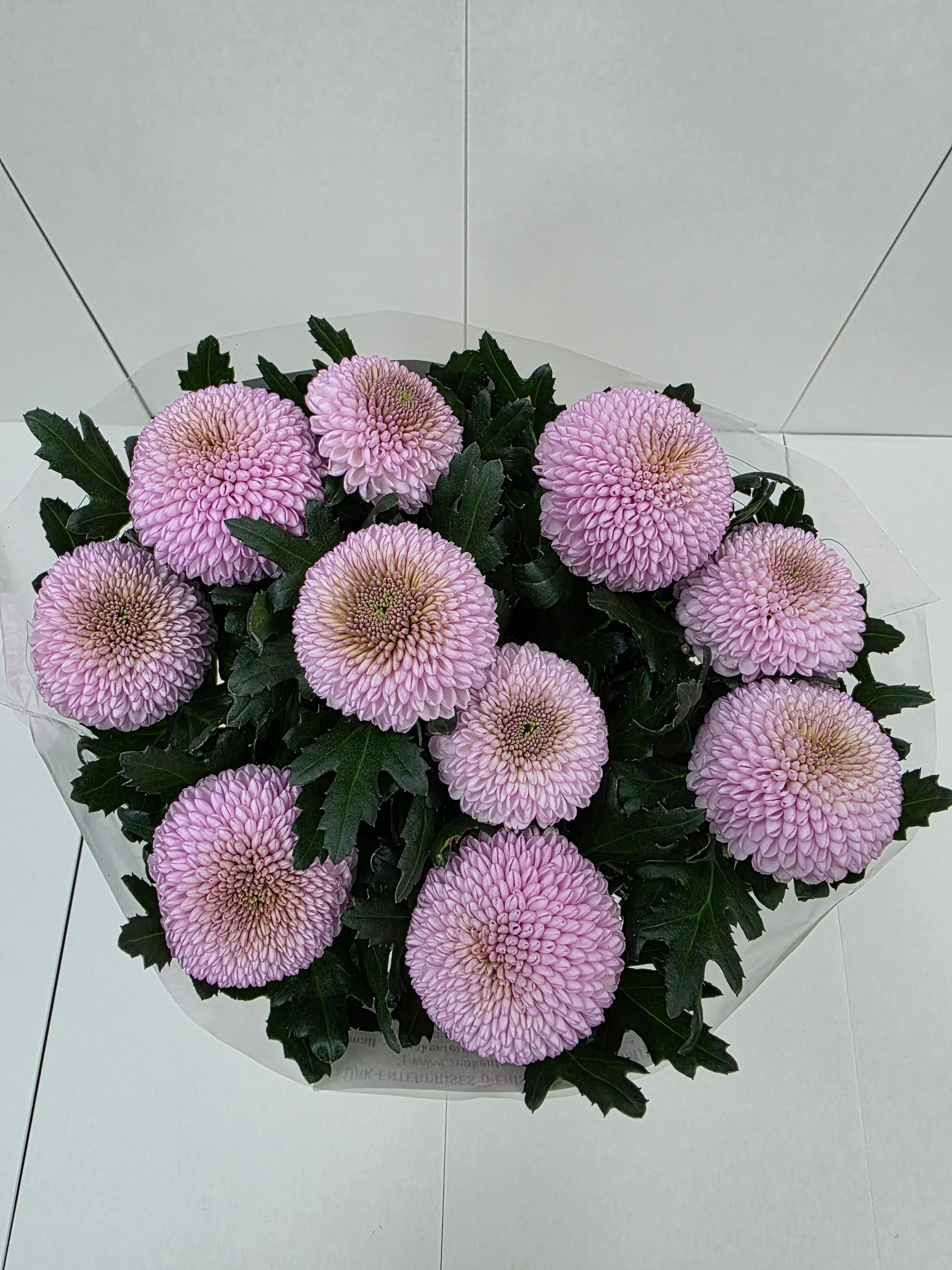 Farm Fresh Chrysanthemum G Momoko(Bunch of 10 stems, Length 70cm)