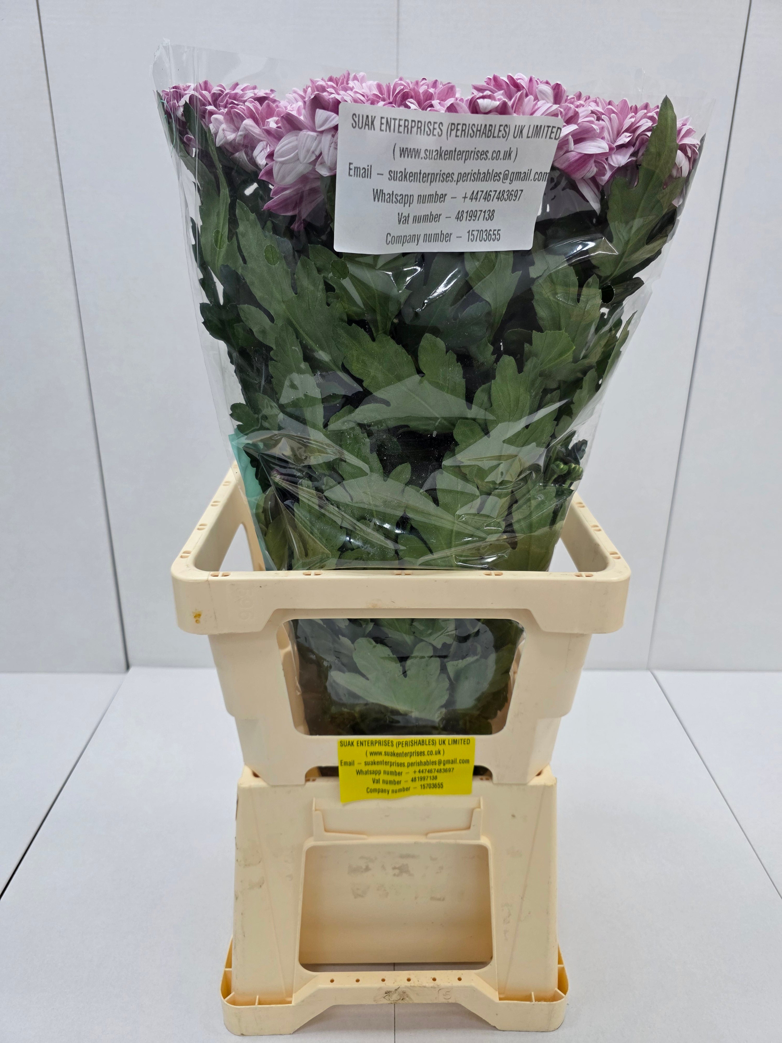 Farm Fresh Chrysanthemum G Pip Pretty(Bunch of 10stems, Length 70cm)