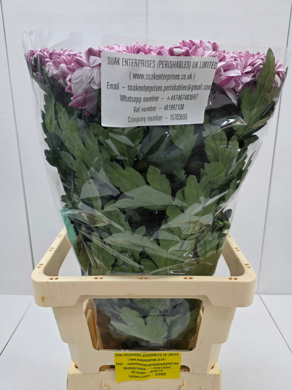 Farm Fresh Chrysanthemum G Pip Pretty(Bunch of 10stems, Length 70cm)