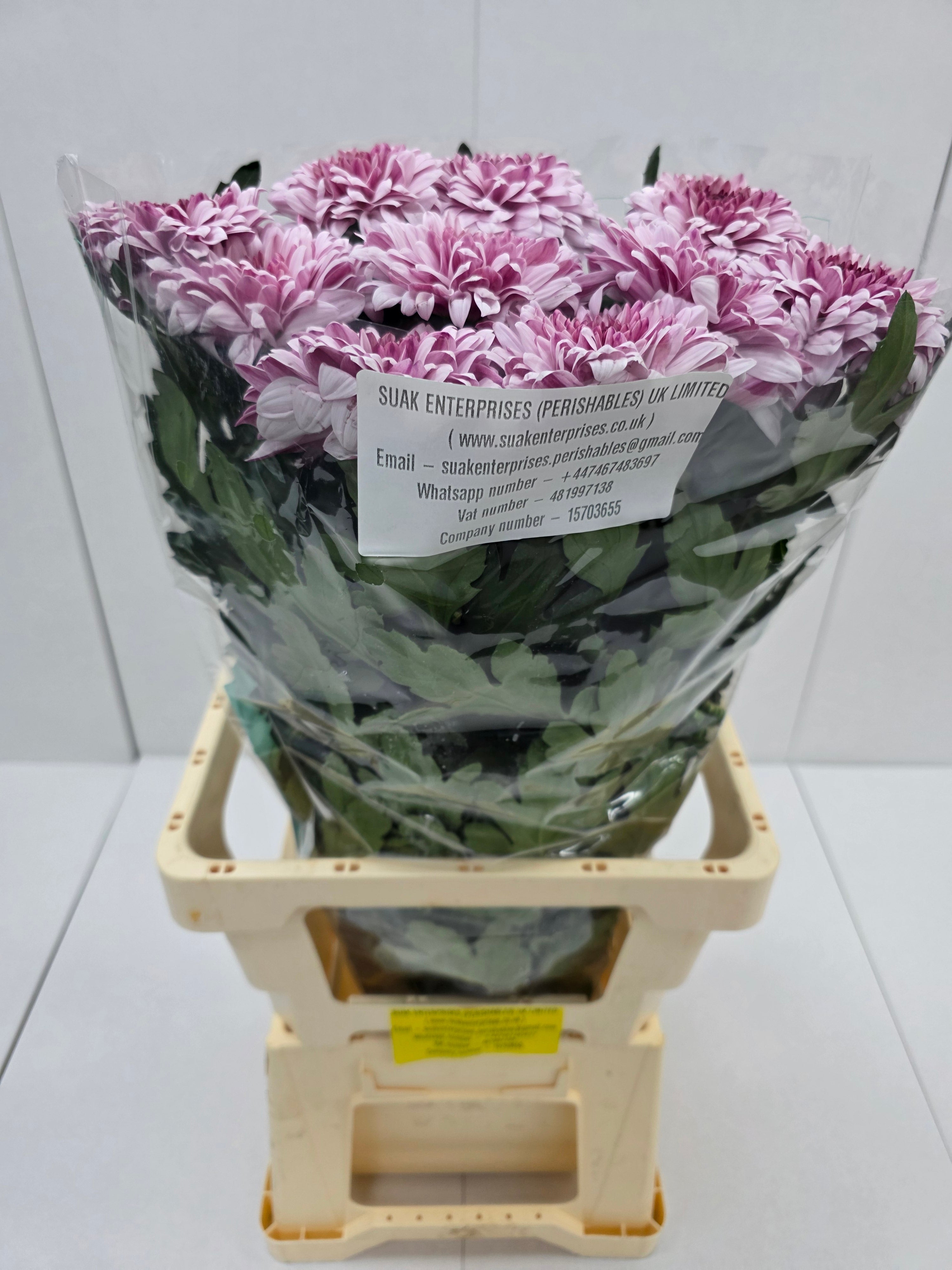 Farm Fresh Chrysanthemum G Pip Pretty(Bunch of 10stems, Length 70cm)