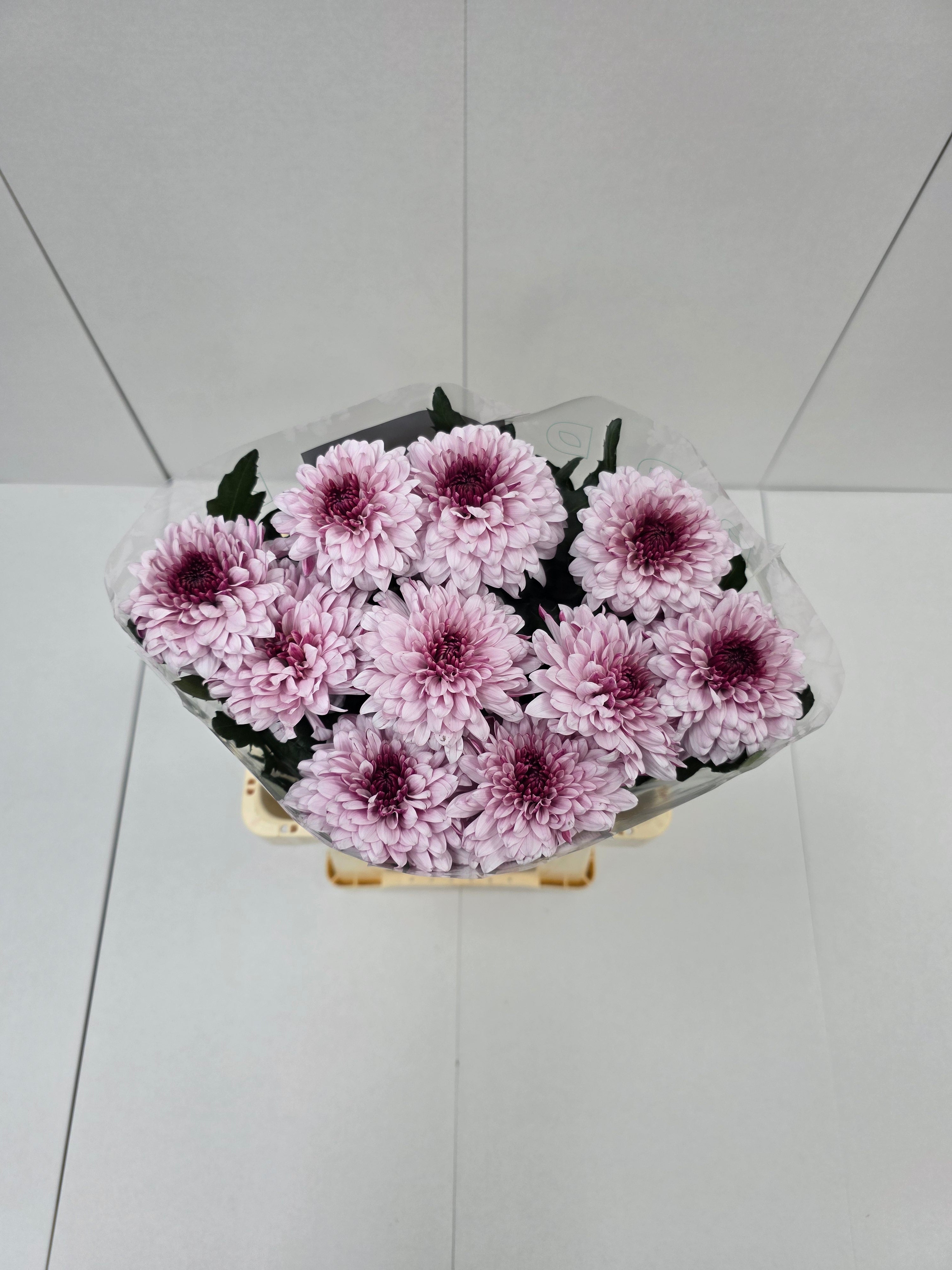 Farm Fresh Chrysanthemum G Pip Pretty(Bunch of 10stems, Length 70cm)
