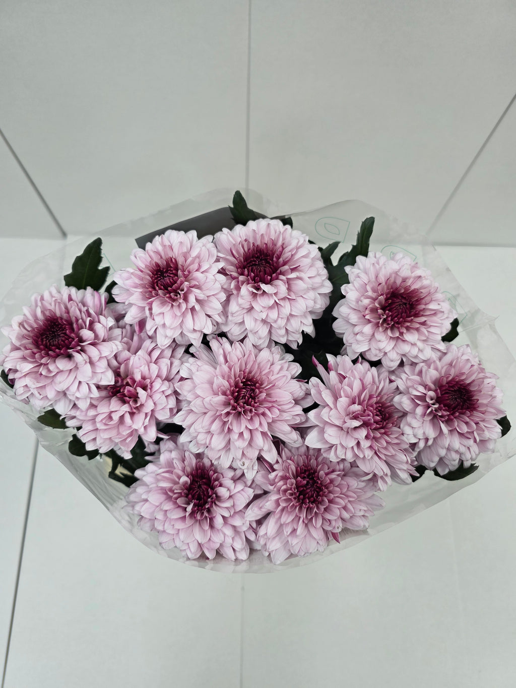 Farm Fresh Chrysanthemum G Pip Pretty(Bunch of 10stems, Length 70cm)