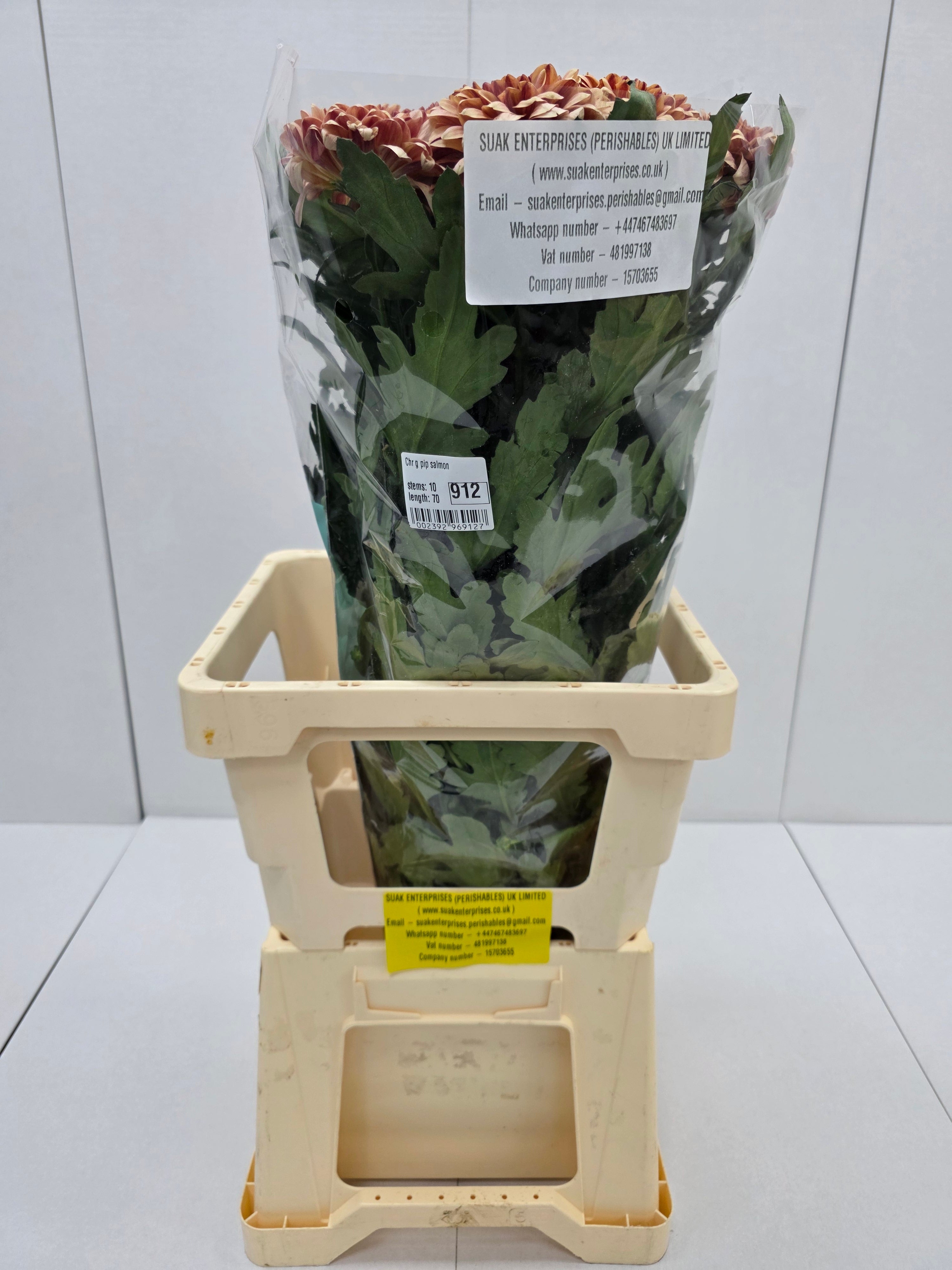 Farm Fresh Chrysanthemum G Pip Salmon (Bunch of 10 stems, Length 70cm)