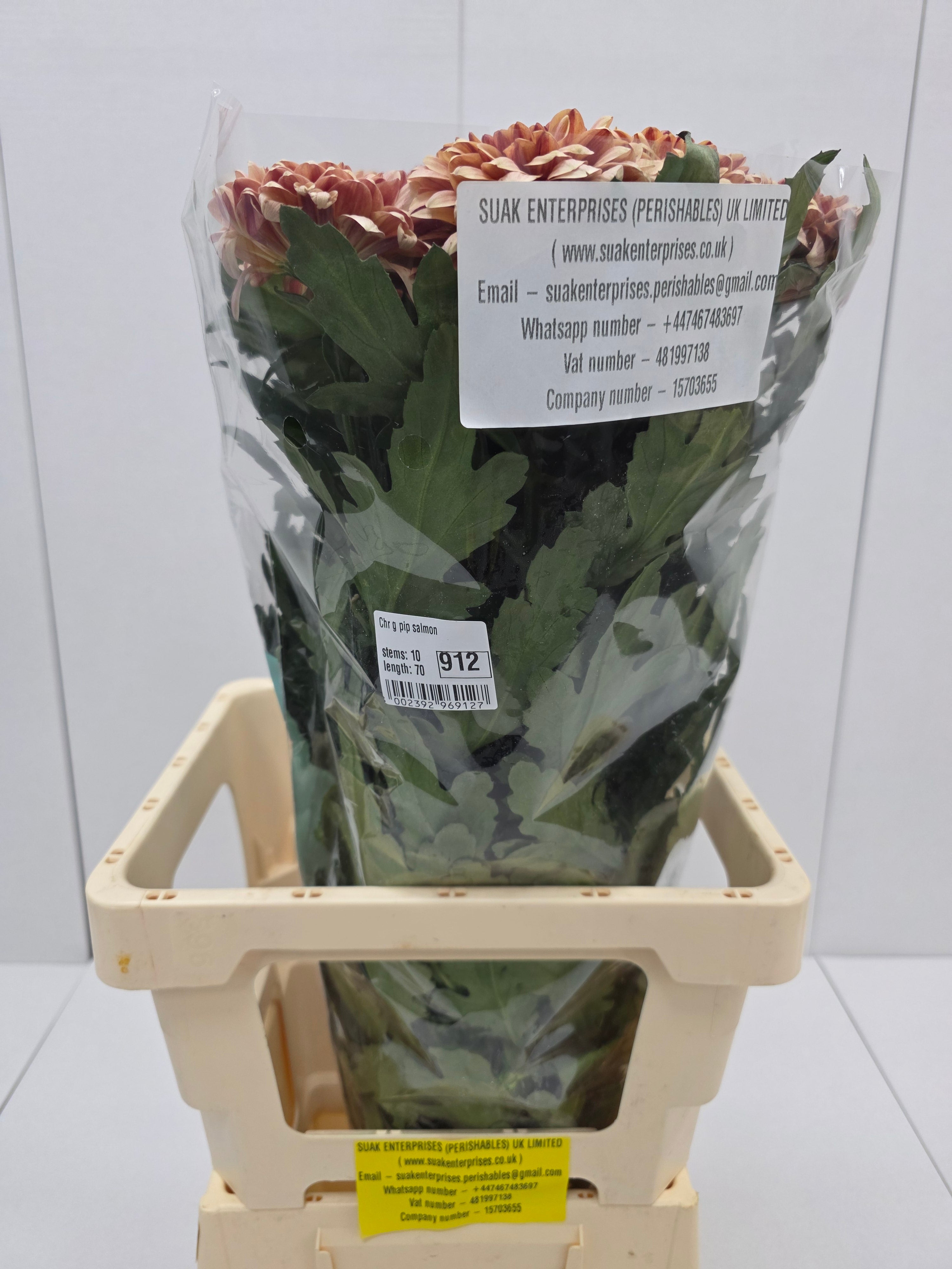 Farm Fresh Chrysanthemum G Pip Salmon (Bunch of 10 stems, Length 70cm)