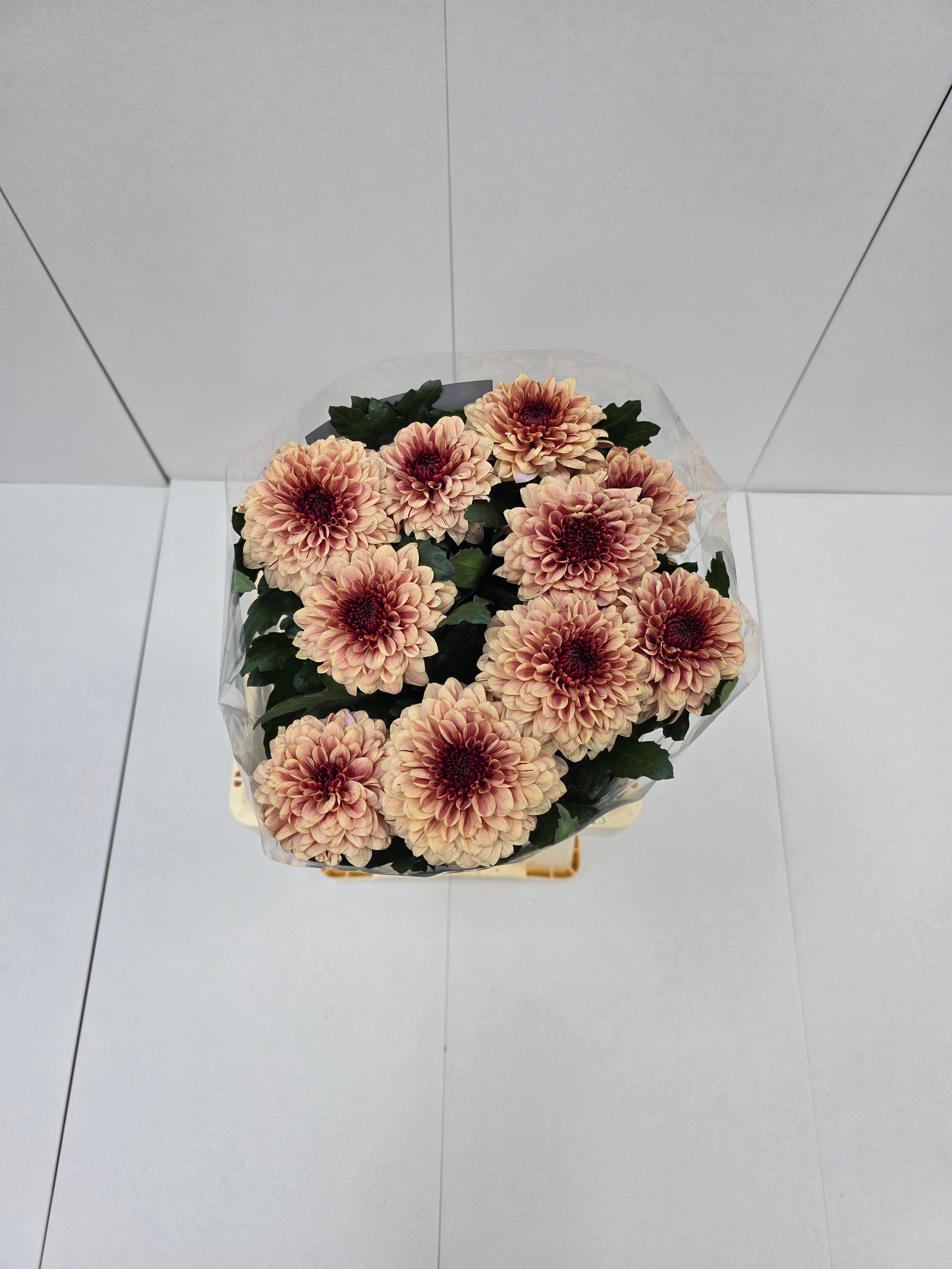 Farm Fresh Chrysanthemum G Pip Salmon (Bunch of 10 stems, Length 70cm)