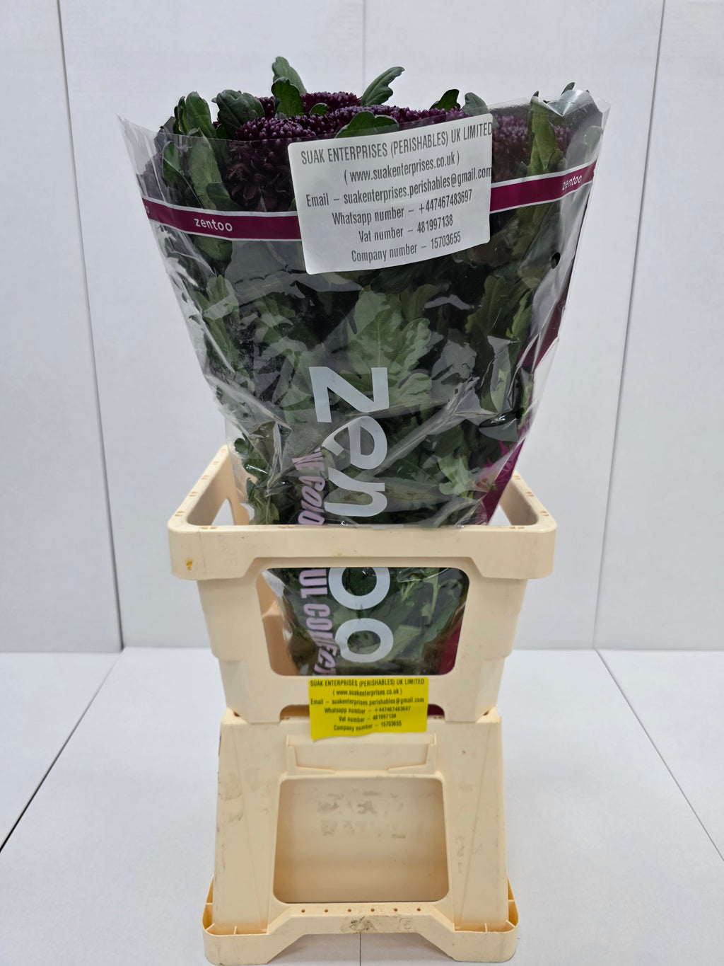 Farm Fresh Chrysanthemum G Poker(Bunch of 10stems, Length 70cm)