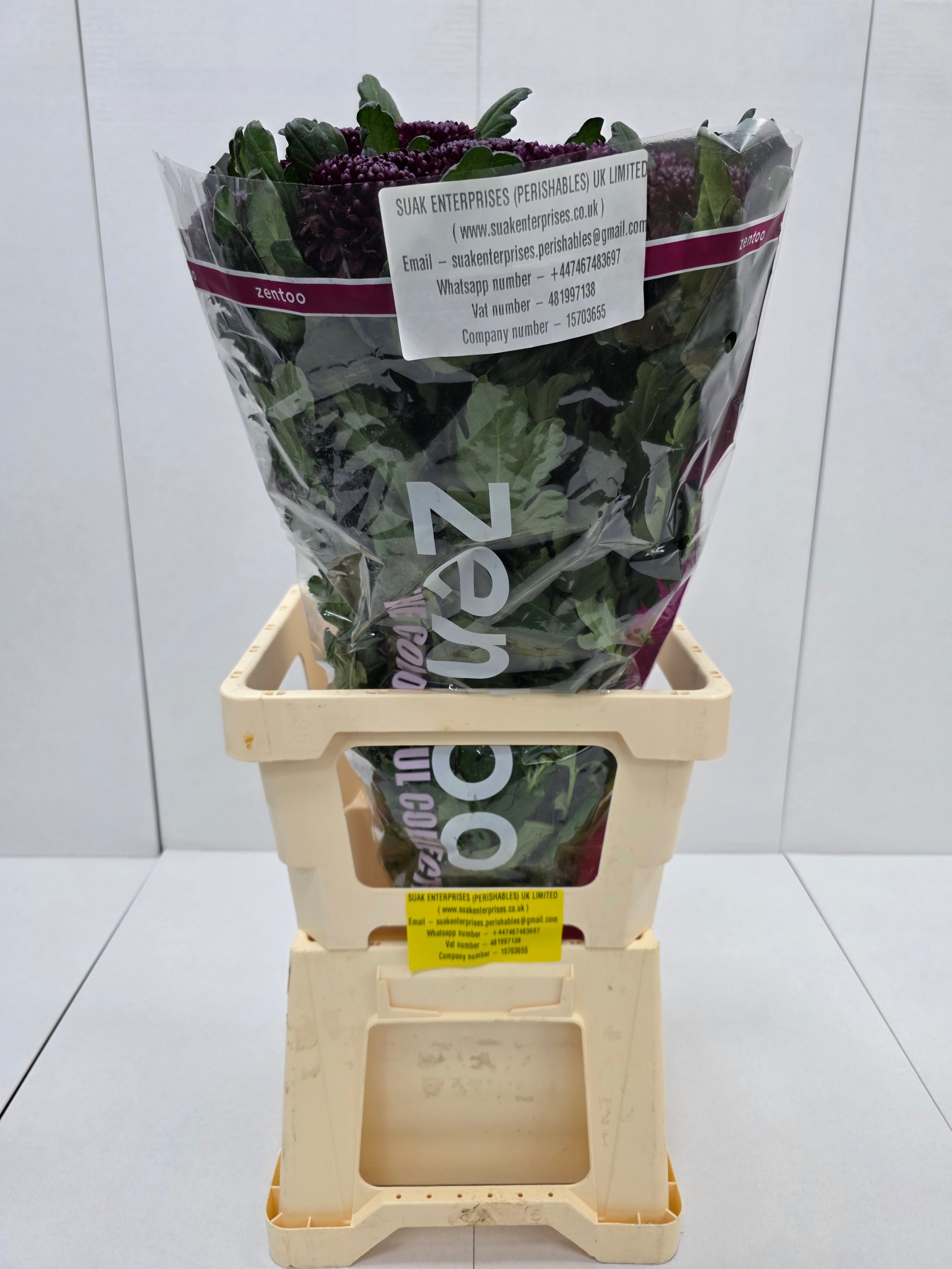 Farm Fresh Chrysanthemum G Poker(Bunch of 10stems, Length 70cm)