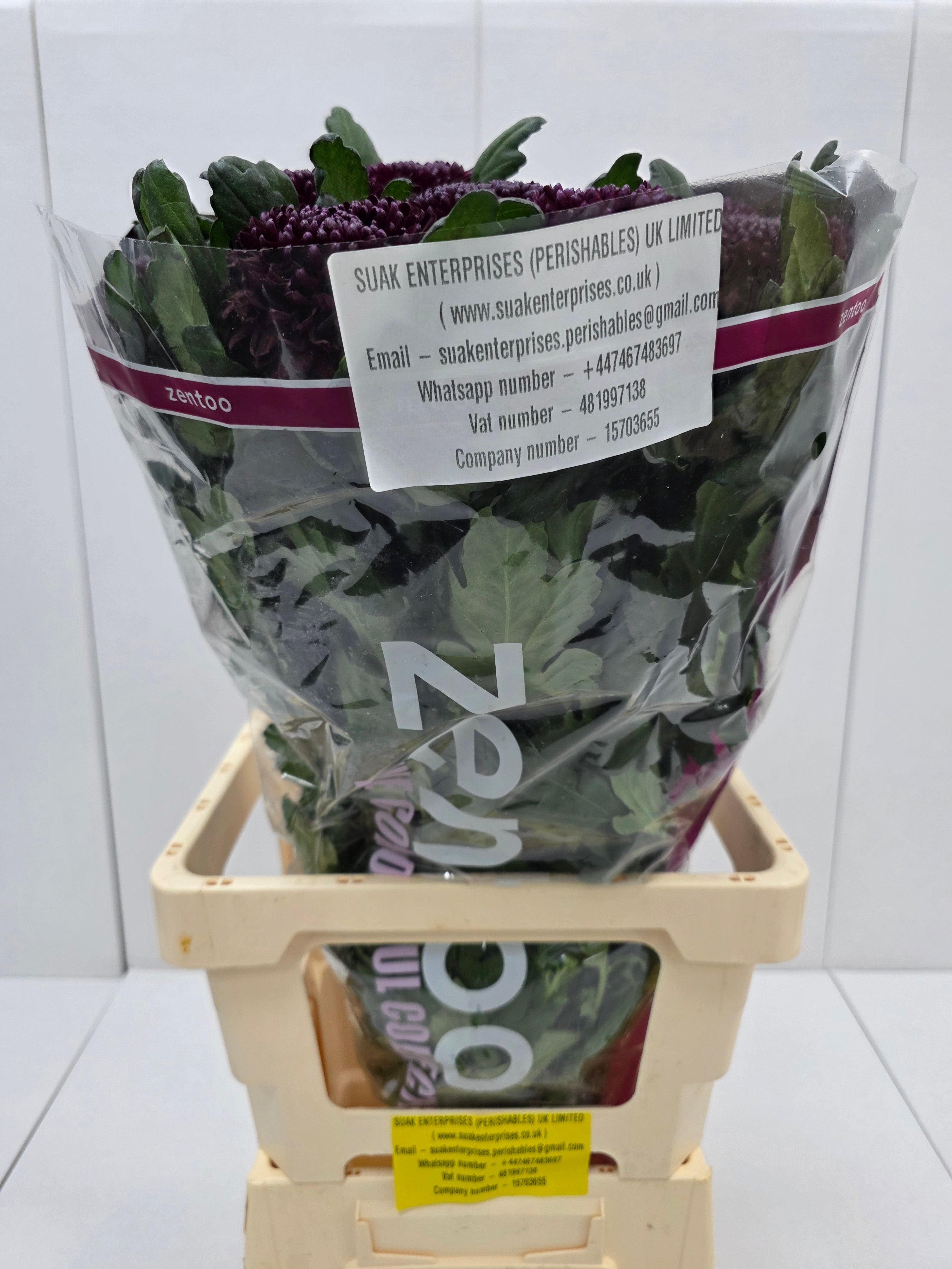 Farm Fresh Chrysanthemum G Poker(Bunch of 10stems, Length 70cm)