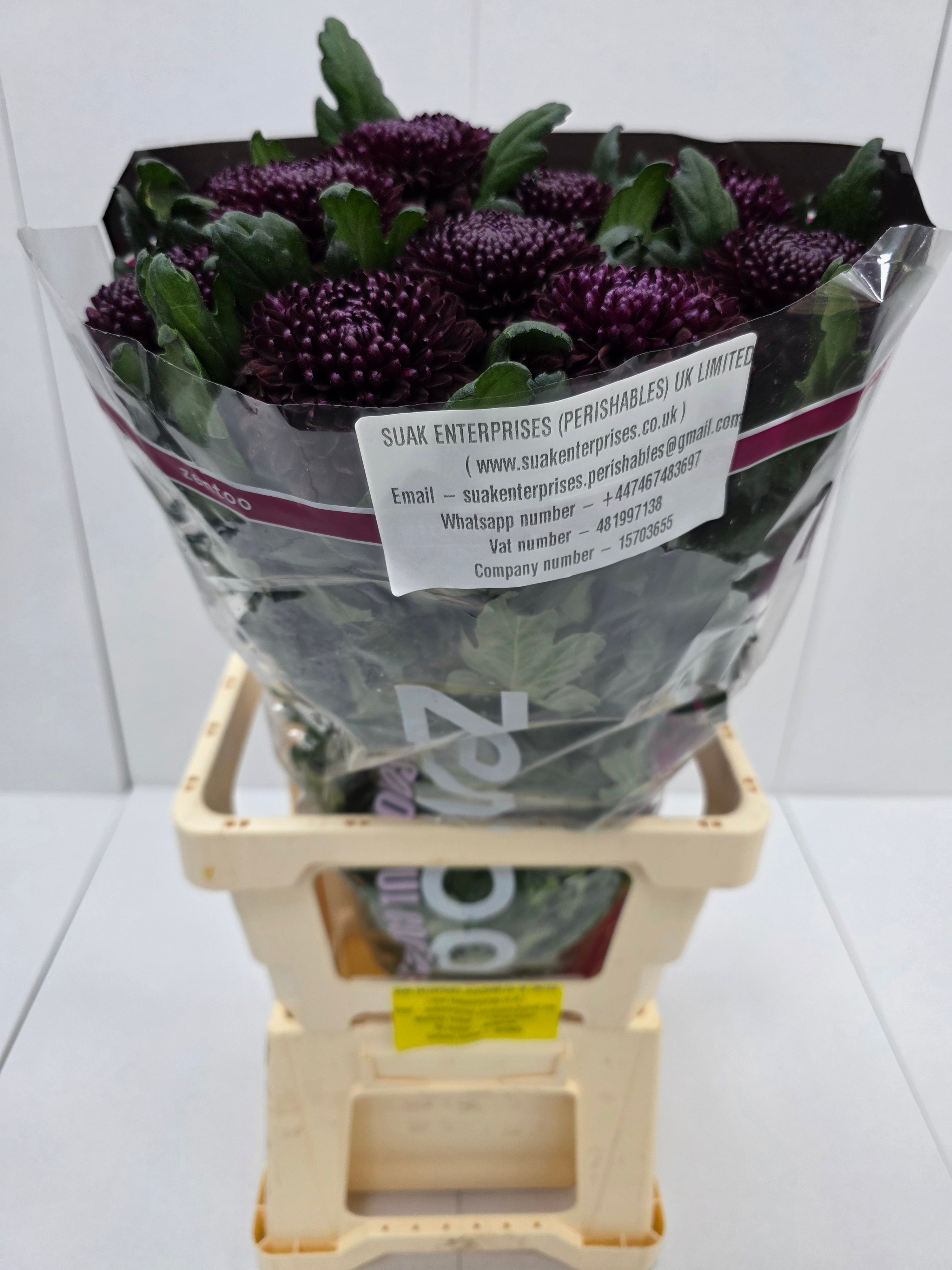 Farm Fresh Chrysanthemum G Poker(Bunch of 10stems, Length 70cm)