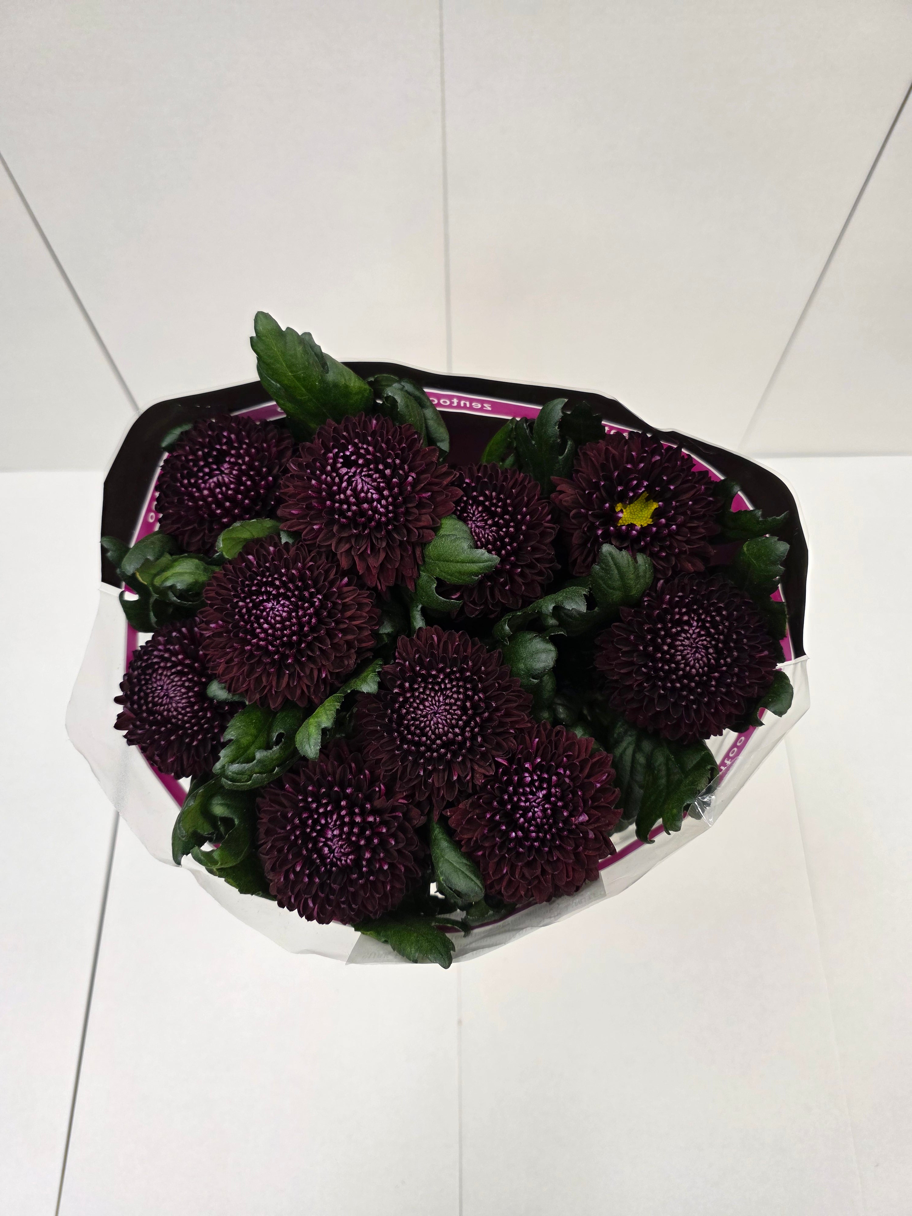 Farm Fresh Chrysanthemum G Poker(Bunch of 10stems, Length 70cm)