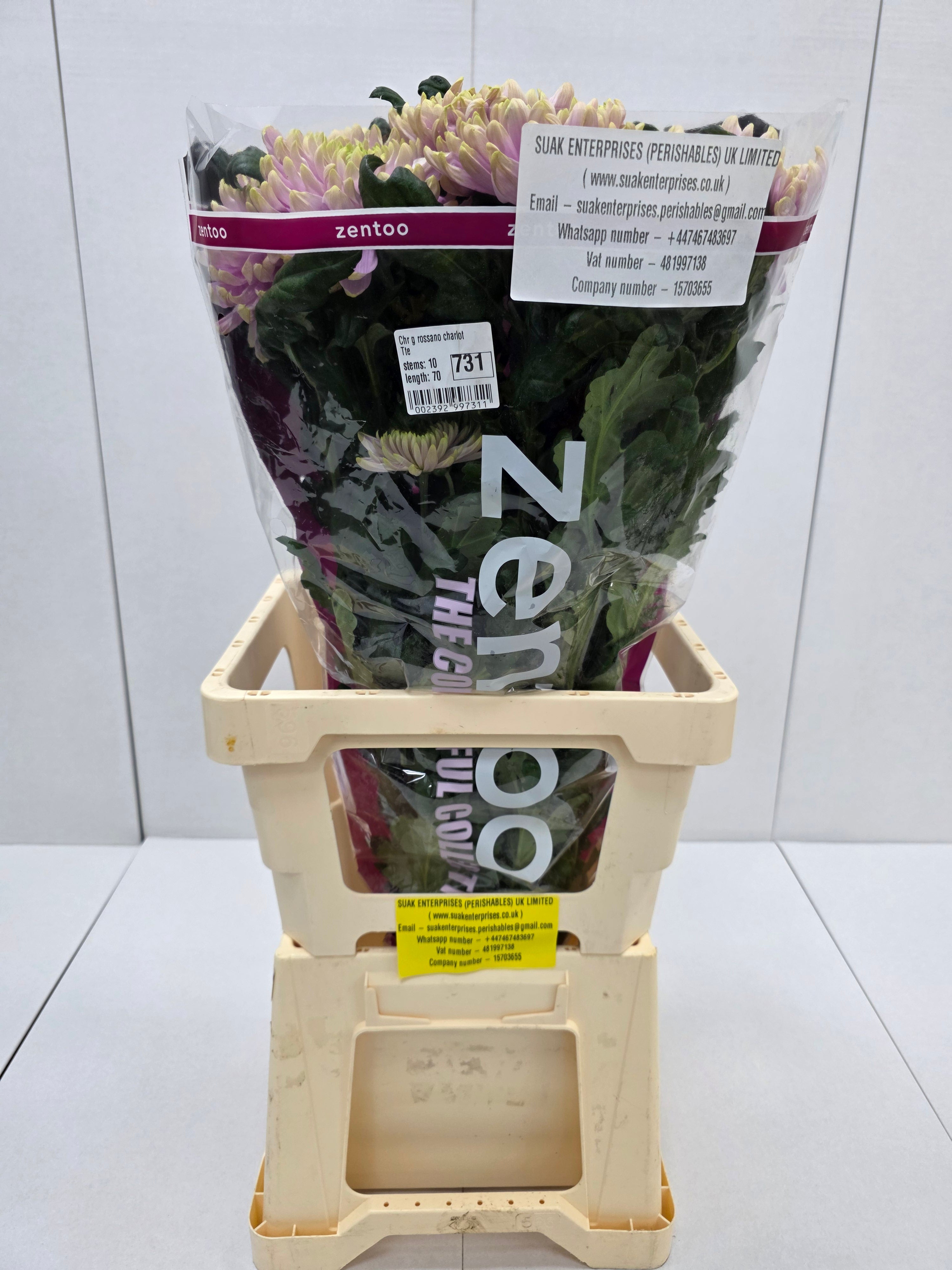 Farm Fresh  Chrysanthemum G Rossano Charlotte (Bunch of 10 stems, Length 70cm)