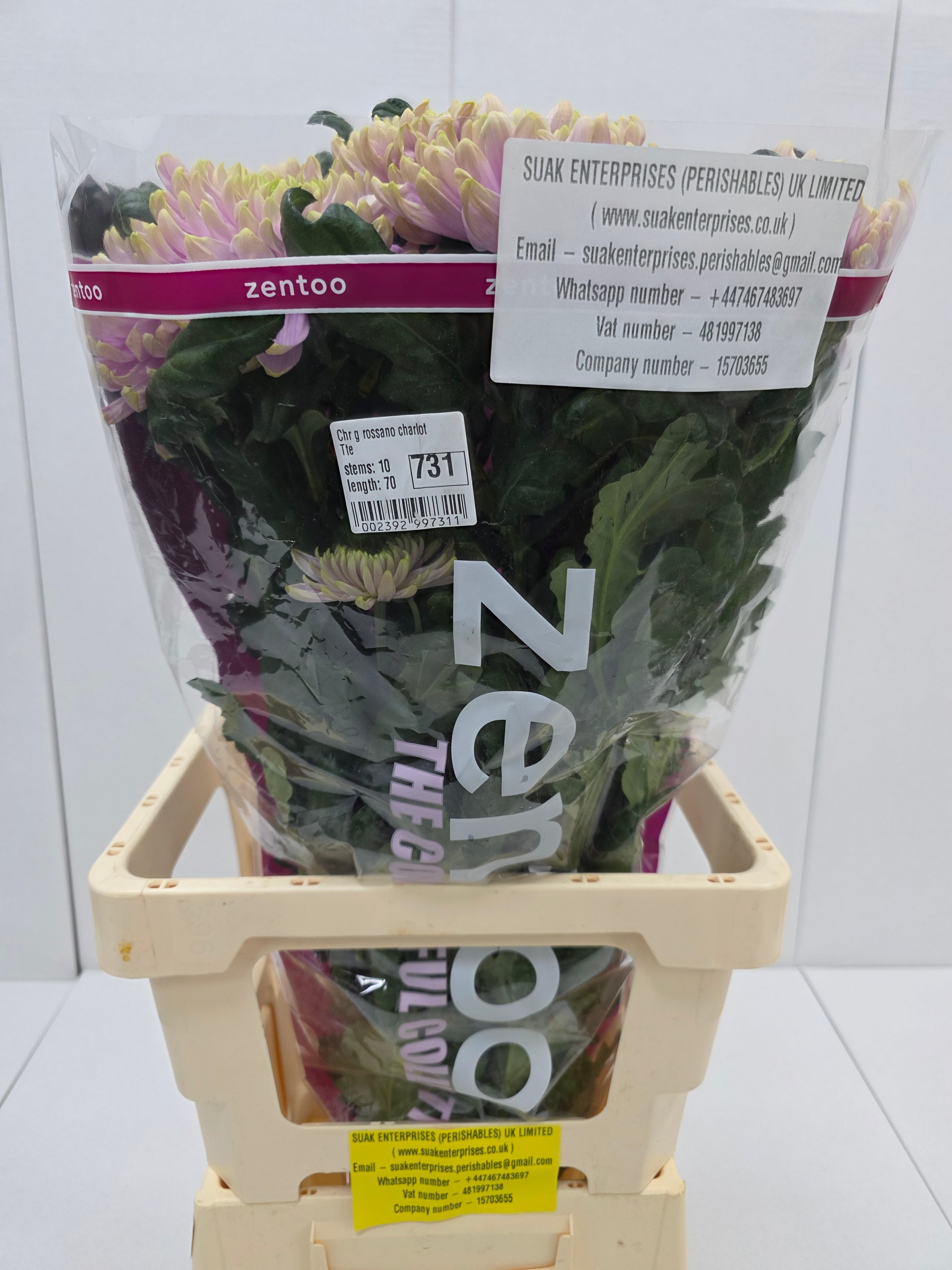 Farm Fresh  Chrysanthemum G Rossano Charlotte (Bunch of 10 stems, Length 70cm)