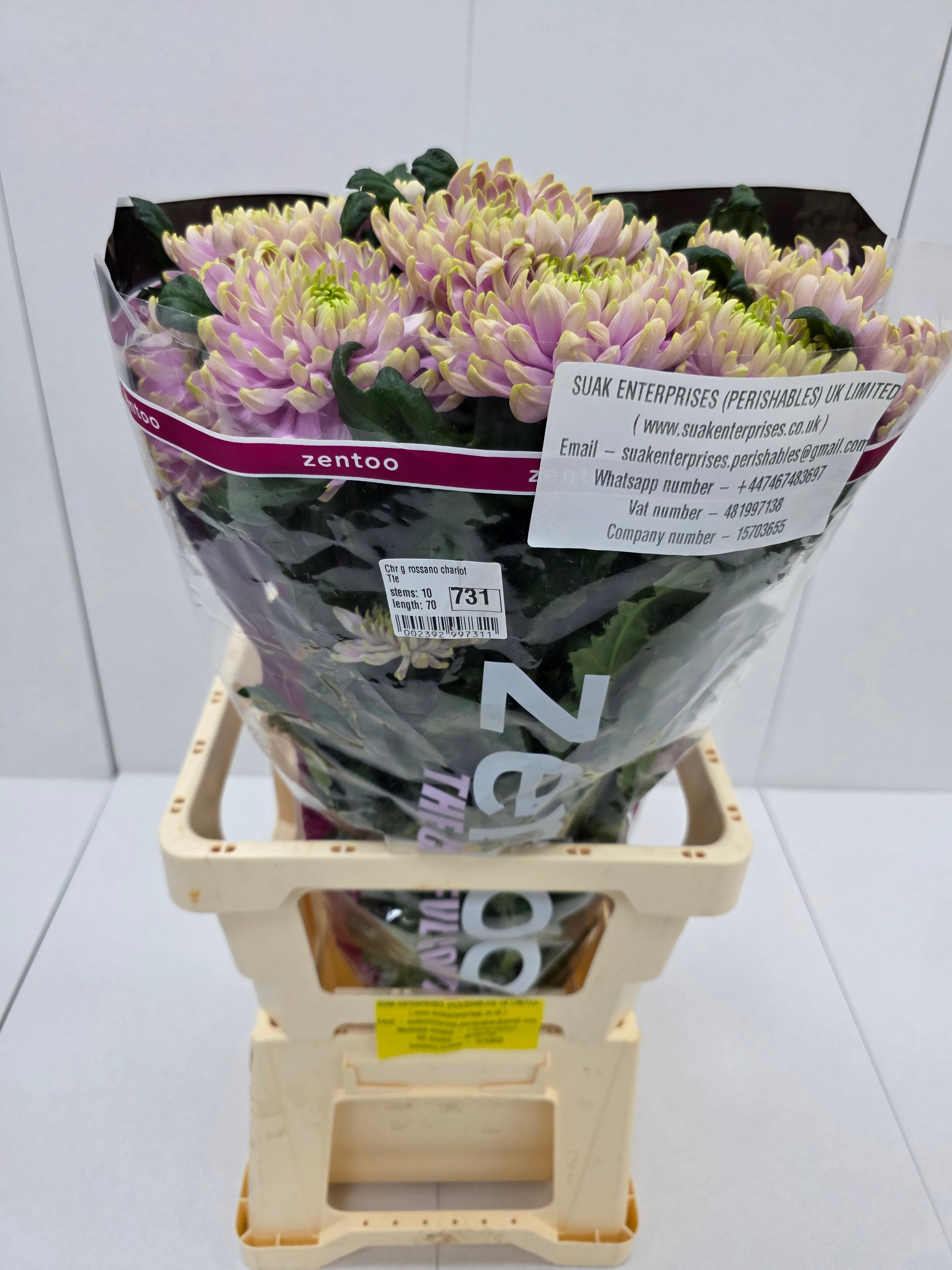 Farm Fresh  Chrysanthemum G Rossano Charlotte (Bunch of 10 stems, Length 70cm)