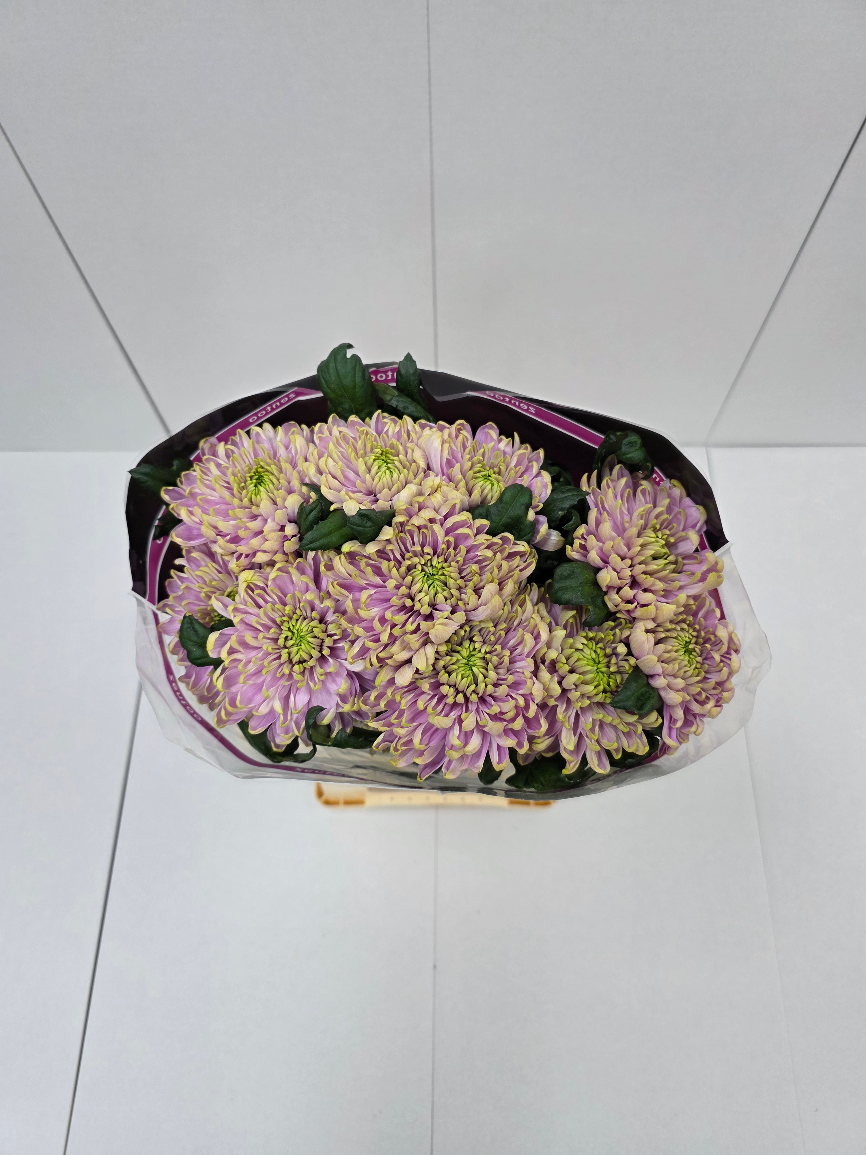 Farm Fresh  Chrysanthemum G Rossano Charlotte (Bunch of 10 stems, Length 70cm)