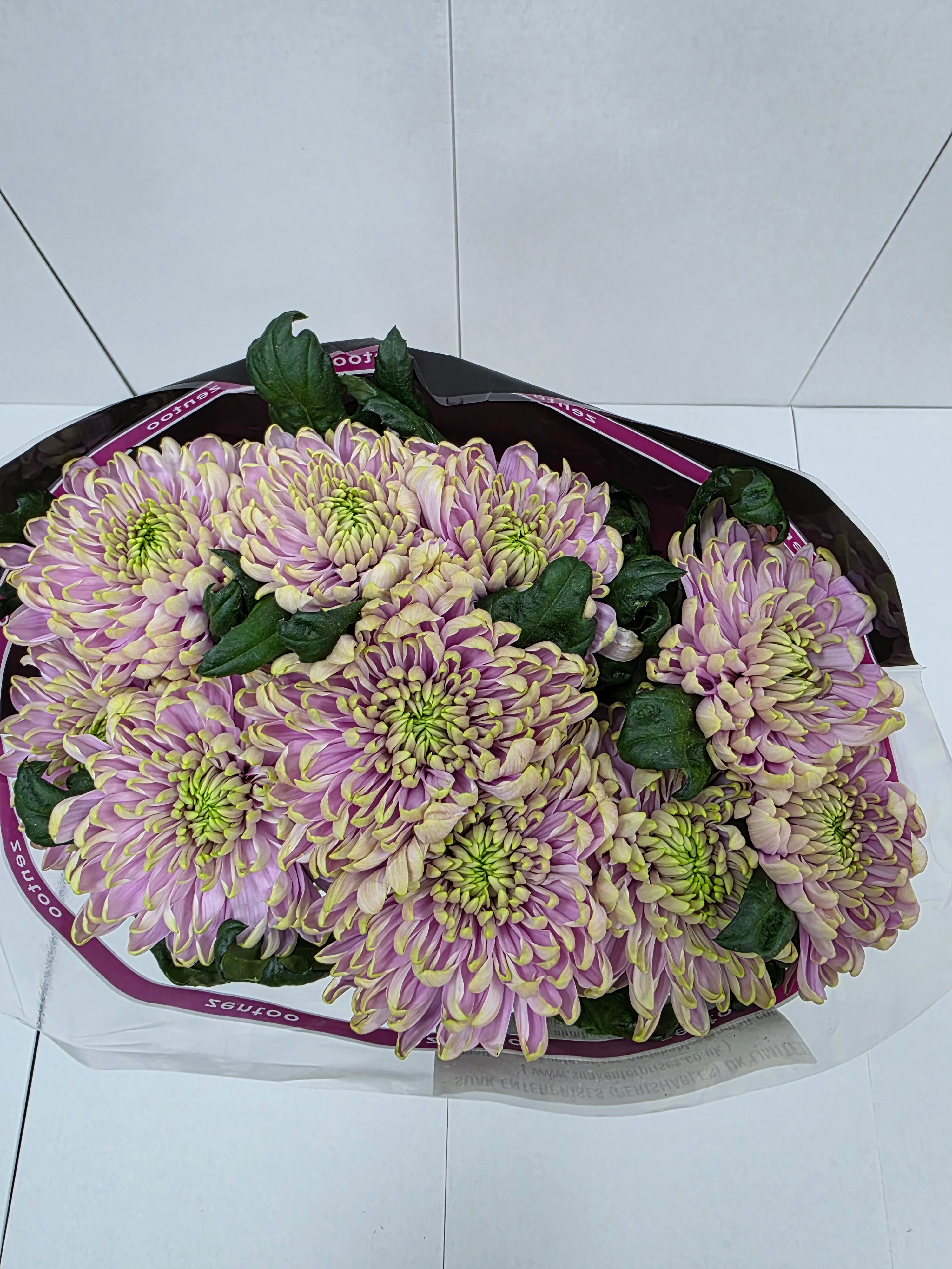Farm Fresh  Chrysanthemum G Rossano Charlotte (Bunch of 10 stems, Length 70cm)
