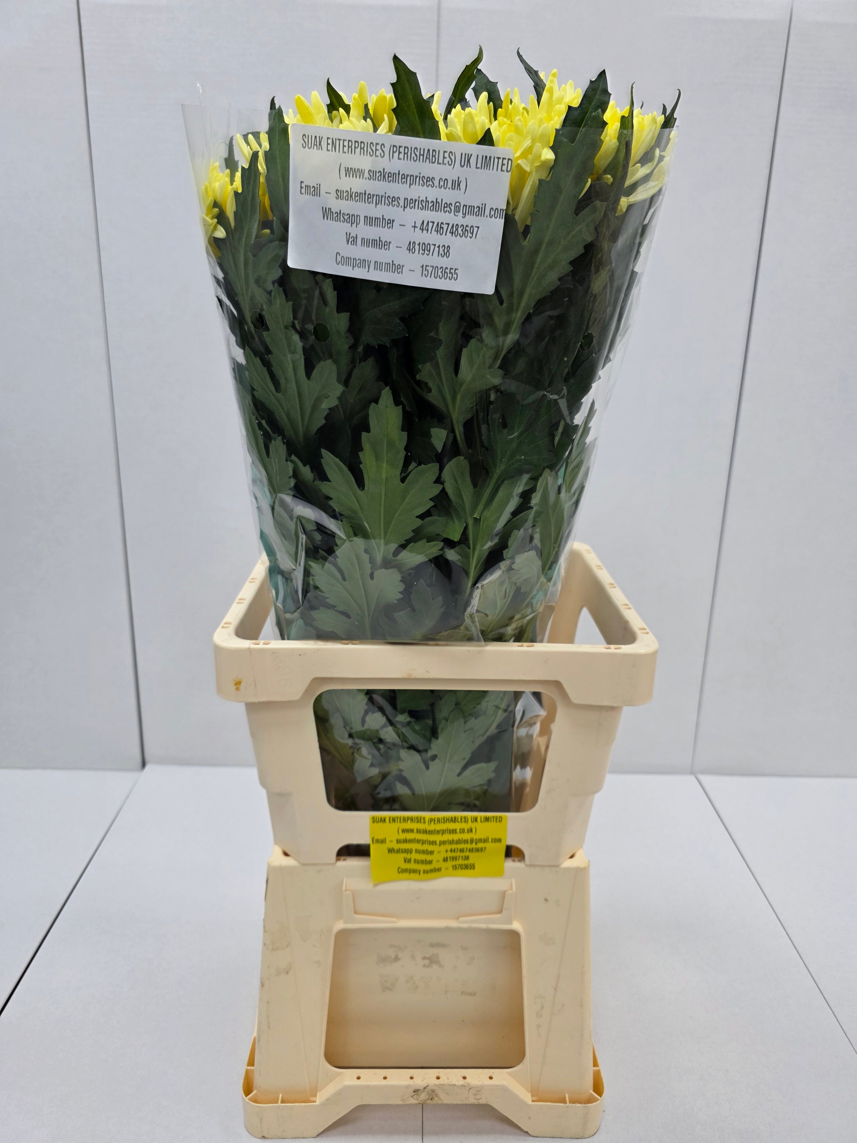 Farn Fresh Chrysanthemum G Topspin Yellow(Bunch of 10 stems, Length 70cm)