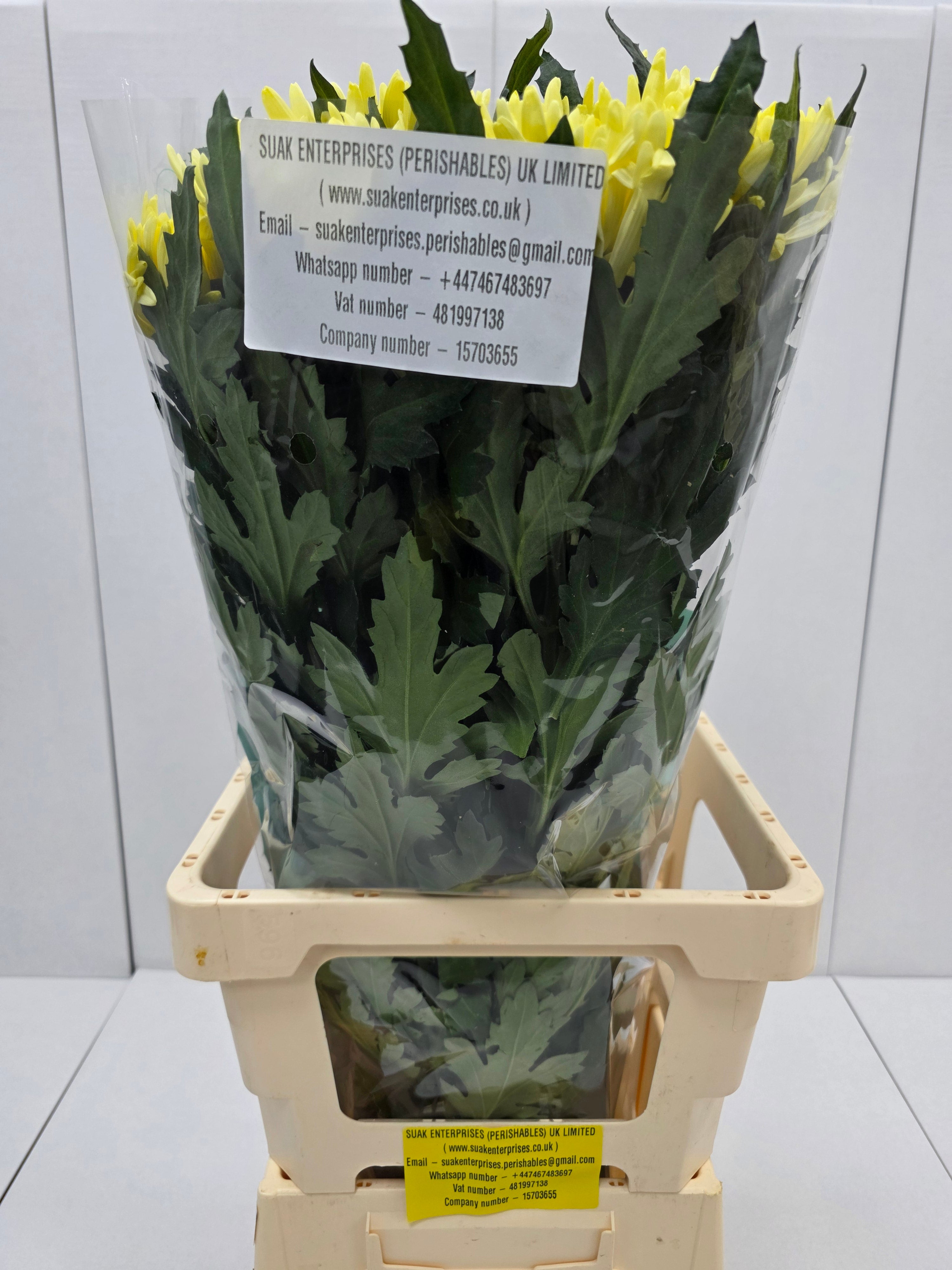 Farn Fresh Chrysanthemum G Topspin Yellow(Bunch of 10 stems, Length 70cm)