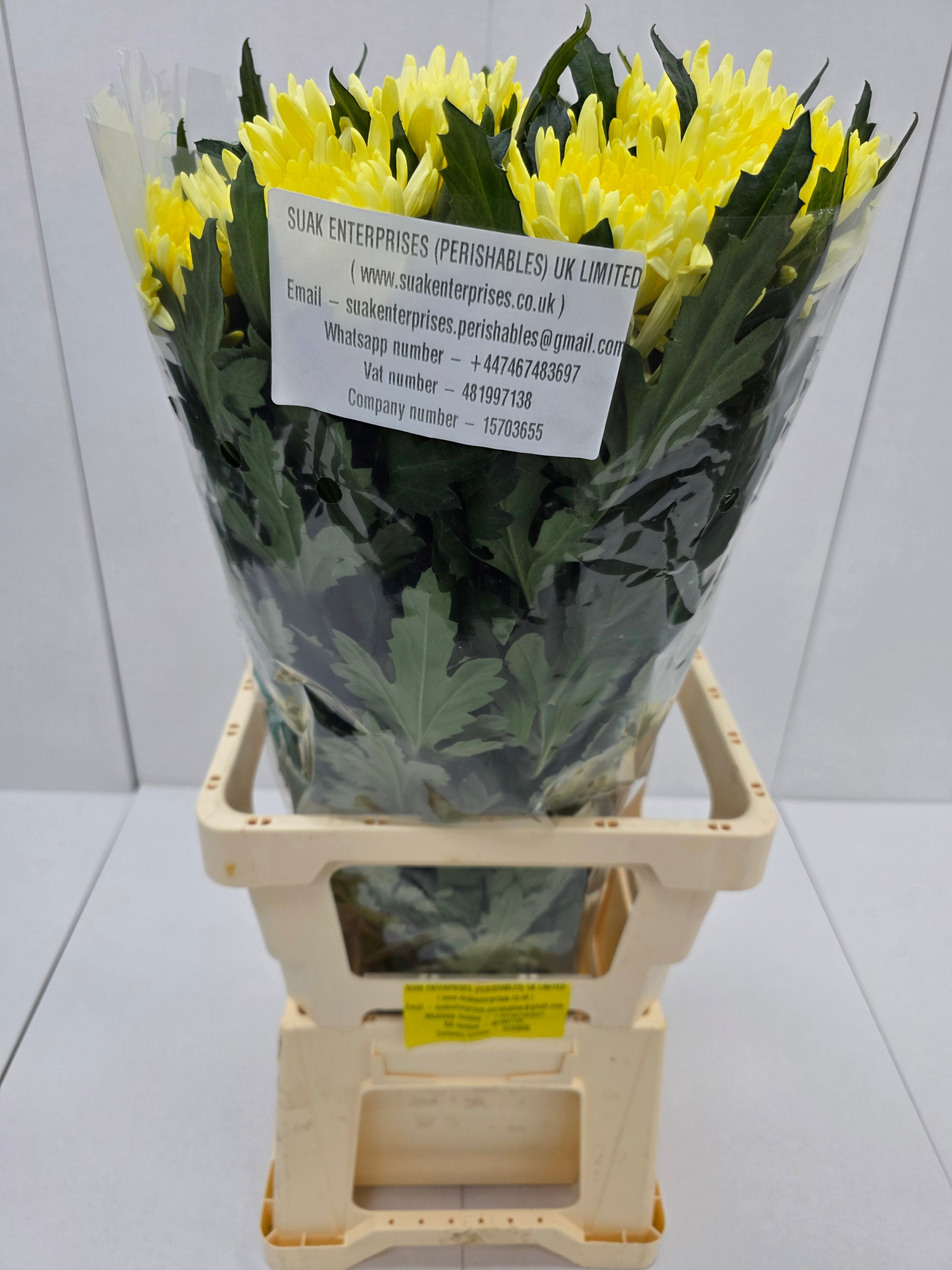 Farn Fresh Chrysanthemum G Topspin Yellow(Bunch of 10 stems, Length 70cm)