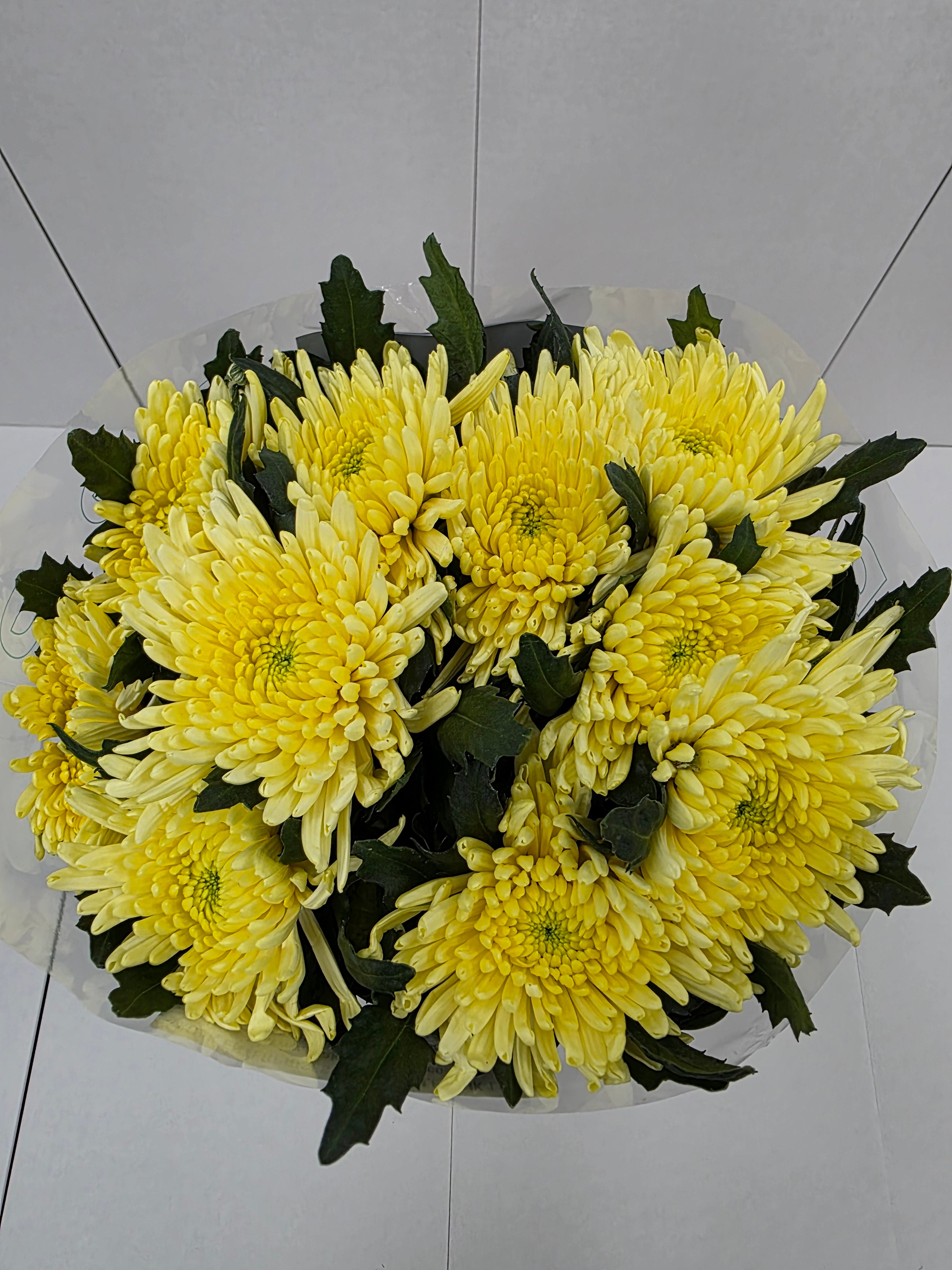 Farn Fresh Chrysanthemum G Topspin Yellow(Bunch of 10 stems, Length 70cm)