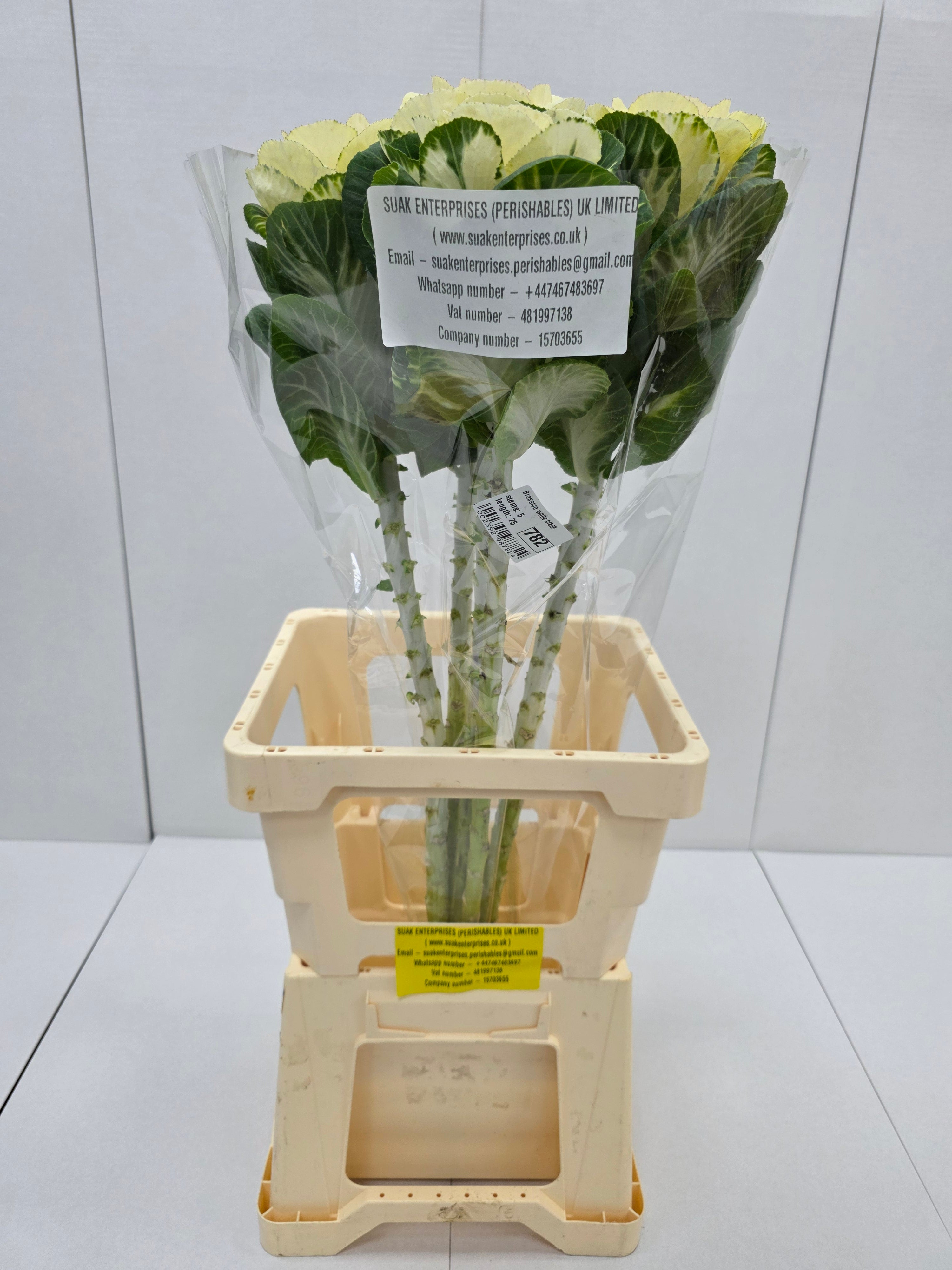 Farm Fresh Brassica White Crane(Bunch of 10 stems, Length 70-80cm)