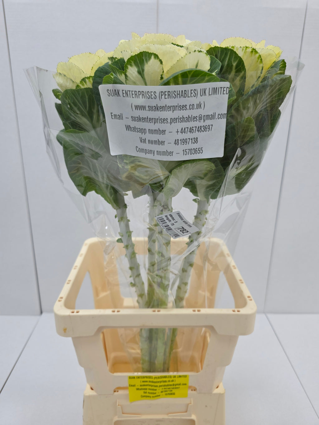 Farm Fresh Brassica White Crane(Bunch of 10 stems, Length 70-80cm)