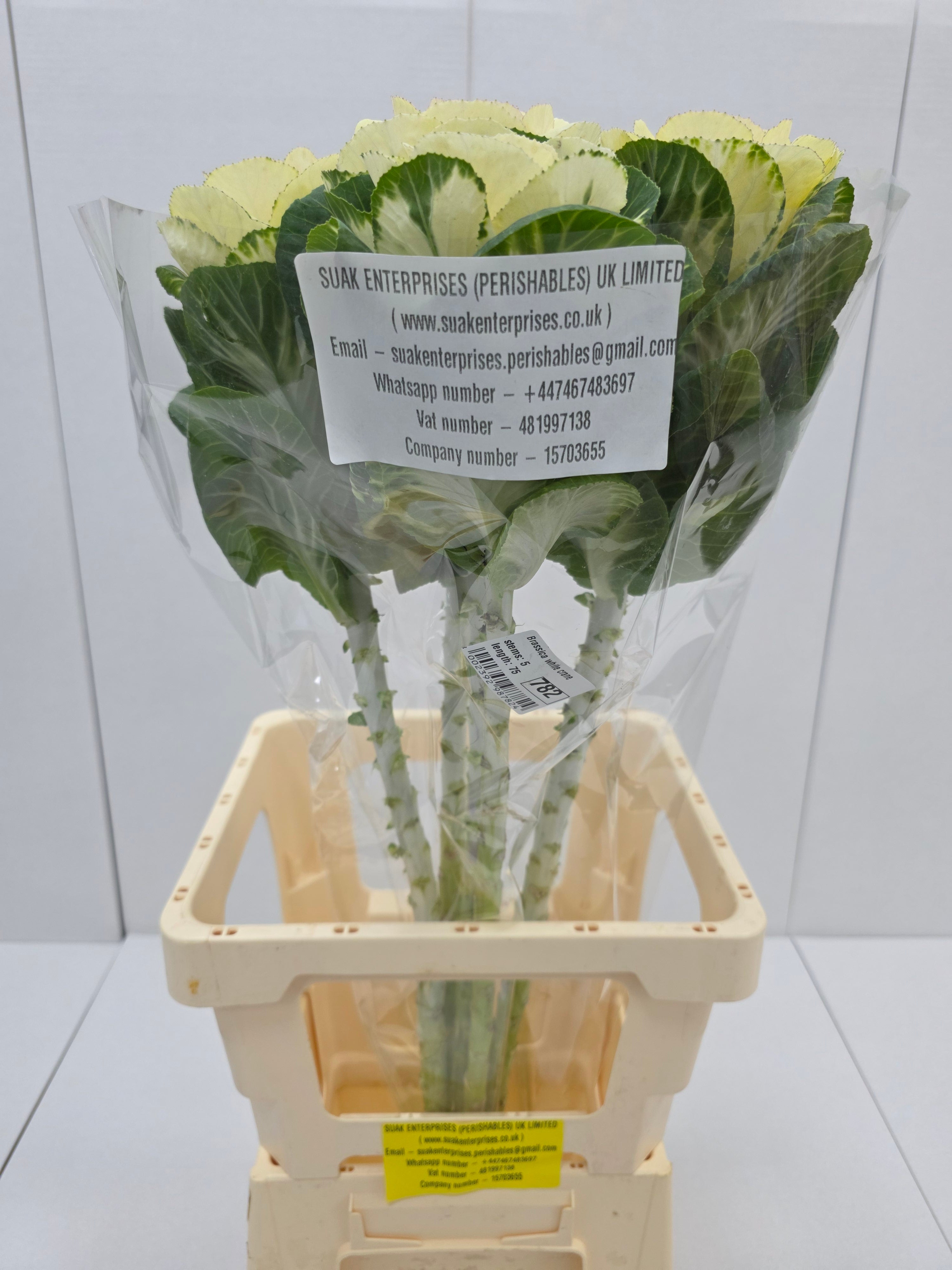 Farm Fresh Brassica White Crane(Bunch of 10 stems, Length 70-80cm)