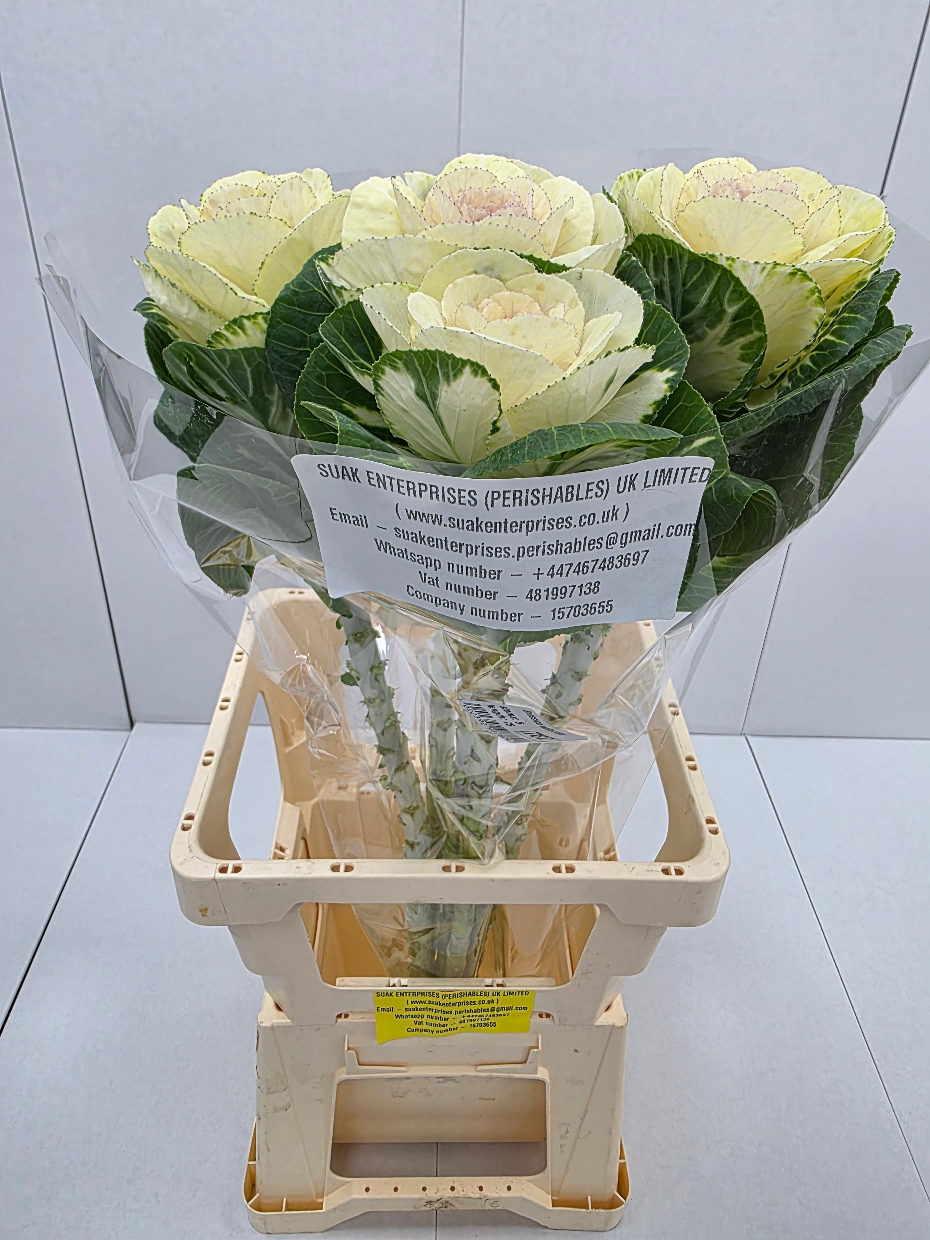 Farm Fresh Brassica White Crane(Bunch of 10 stems, Length 70-80cm)