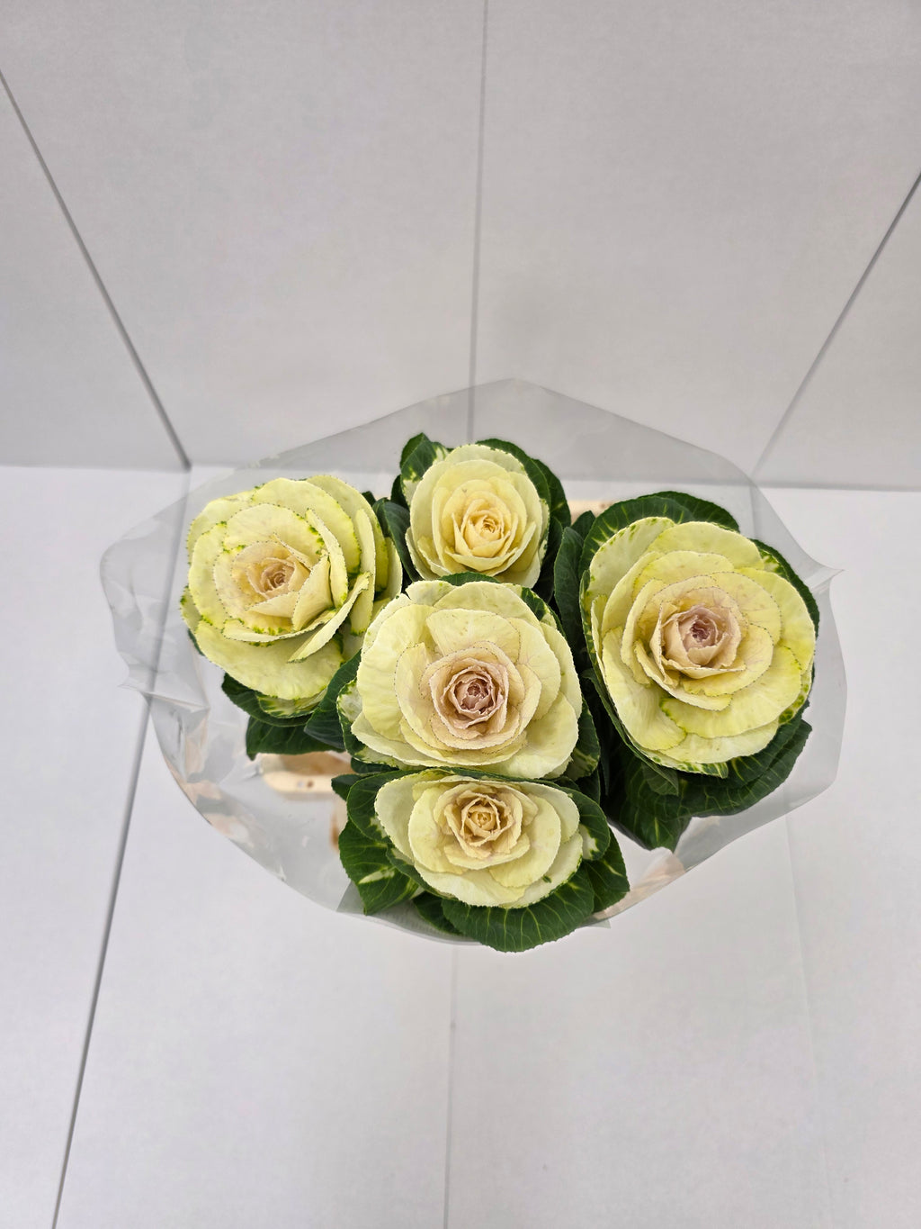 Farm Fresh Brassica White Crane(Bunch of 10 stems, Length 70-80cm)