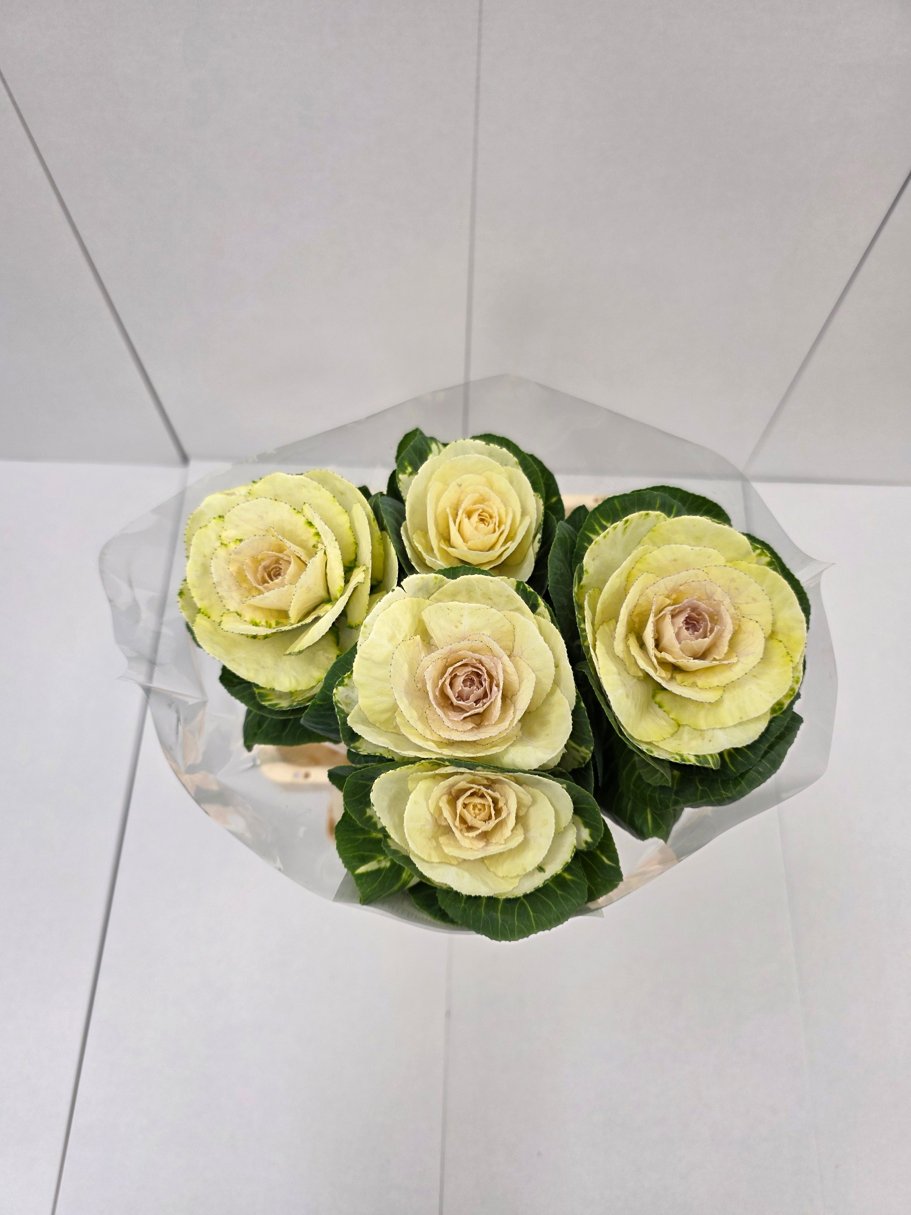 Farm Fresh Brassica White Crane(Bunch of 10 stems, Length 70-80cm)