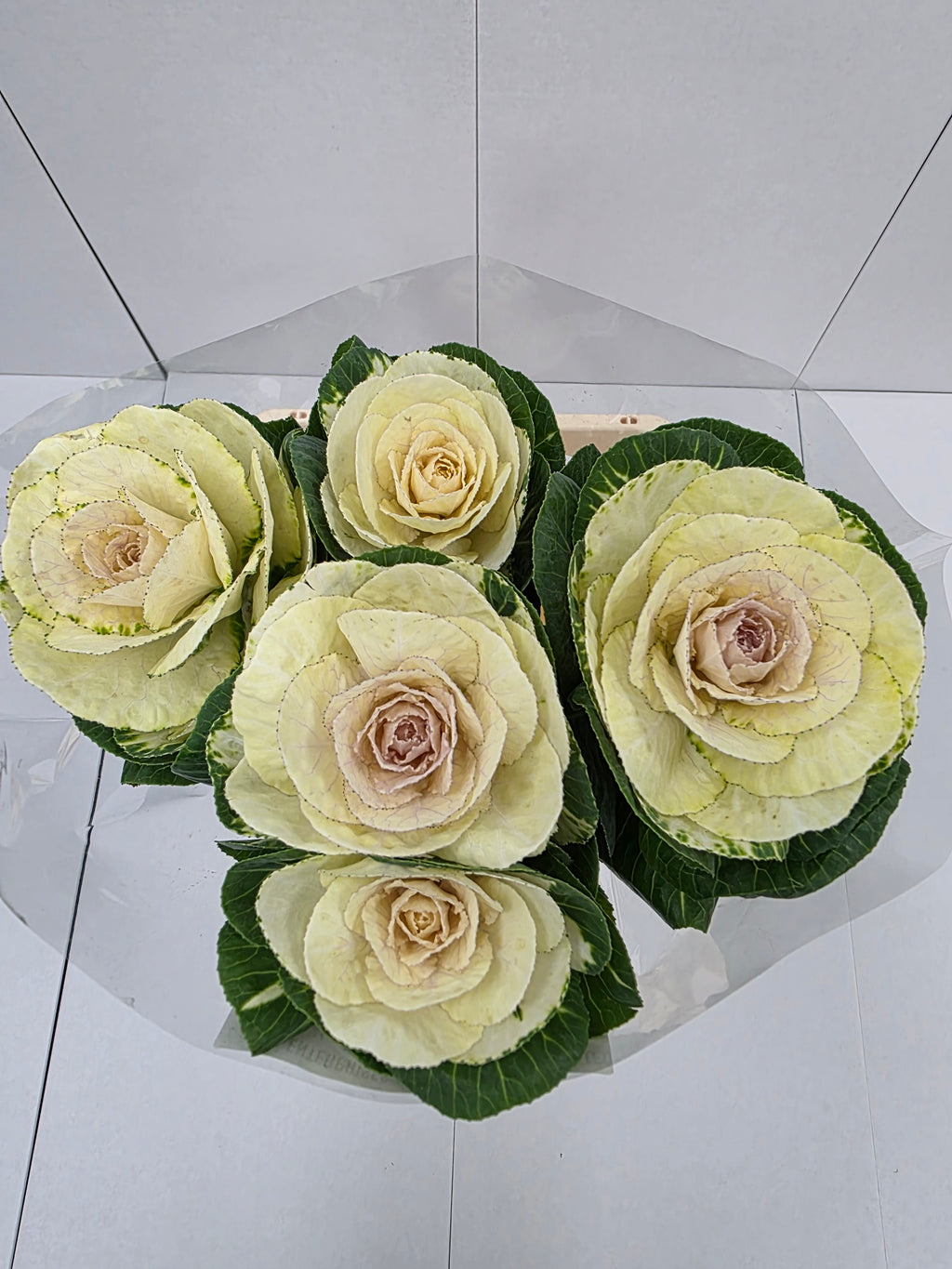 Farm Fresh Brassica White Crane(Bunch of 10 stems, Length 70-80cm)