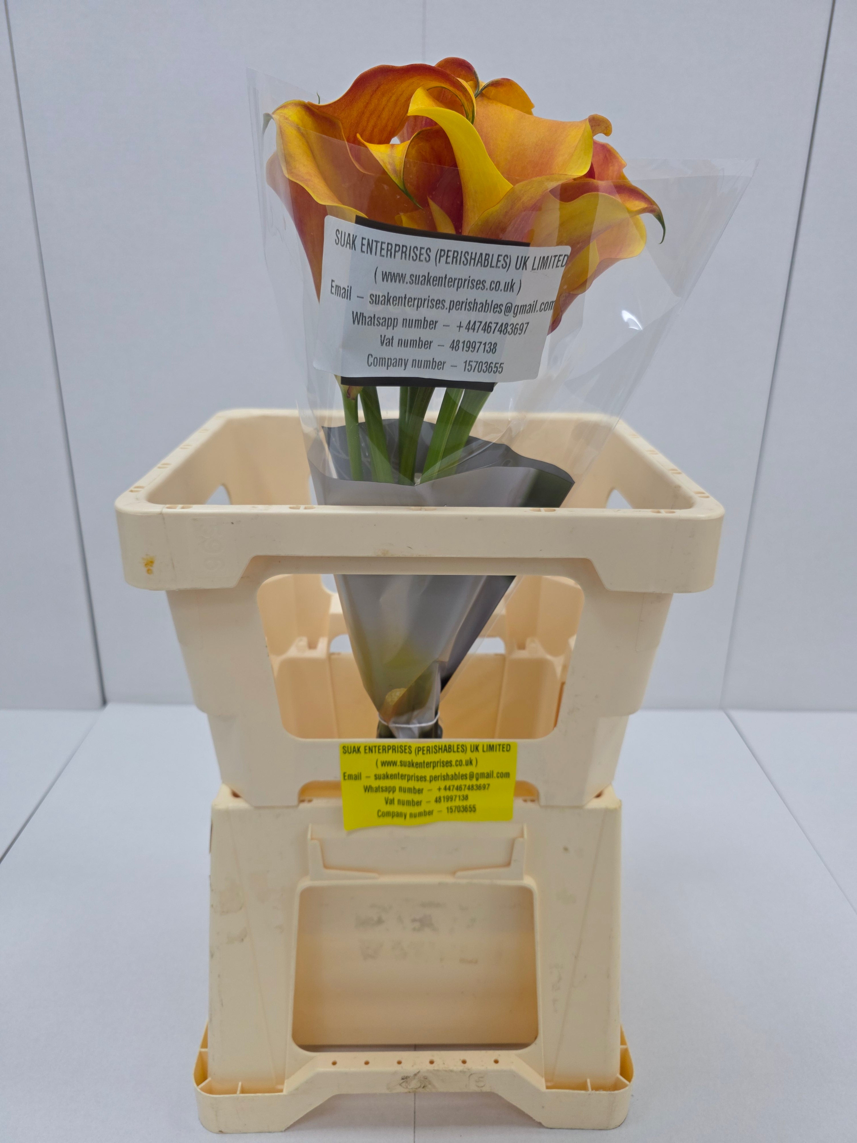Farm Fresh Calla/Zantedeschia Capt Odeon(Bunch of 10stems, length 70cm)
