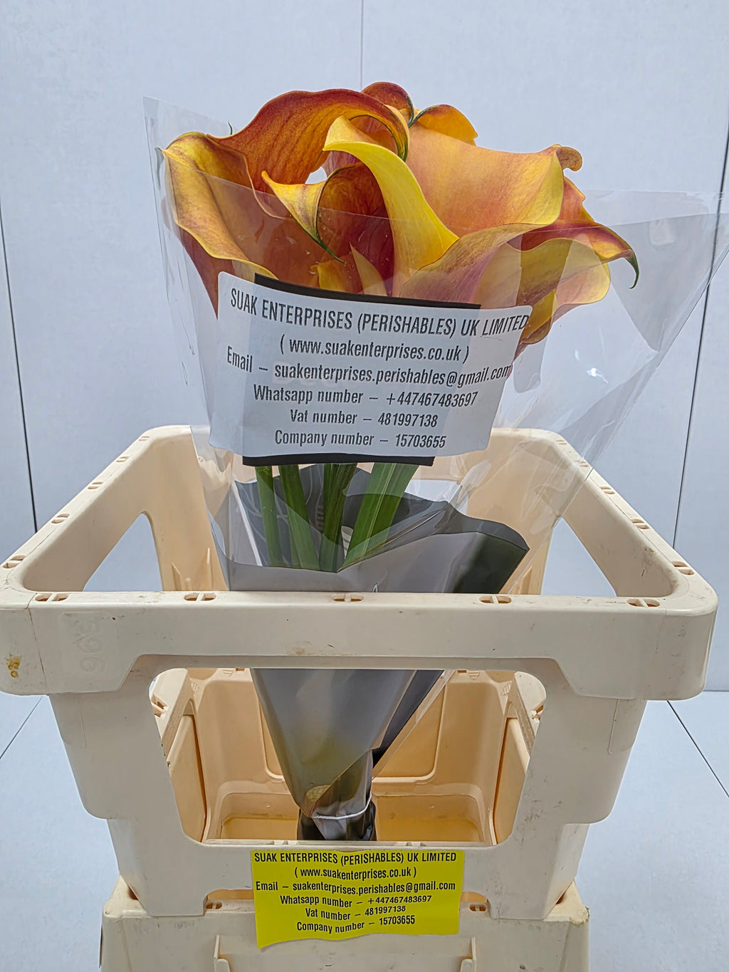 Farm Fresh Calla/Zantedeschia Capt Odeon(Bunch of 10stems, length 70cm)