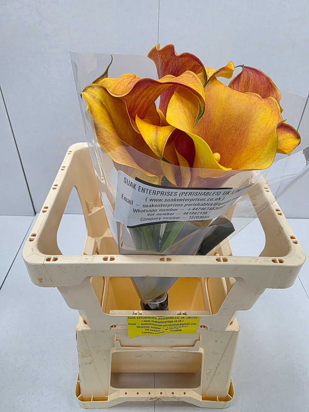 Farm Fresh Calla/Zantedeschia Capt Odeon(Bunch of 10stems, length 70cm)
