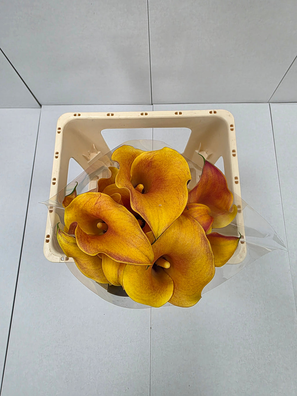 Farm Fresh Calla/Zantedeschia Capt Odeon(Bunch of 10stems, length 70cm)