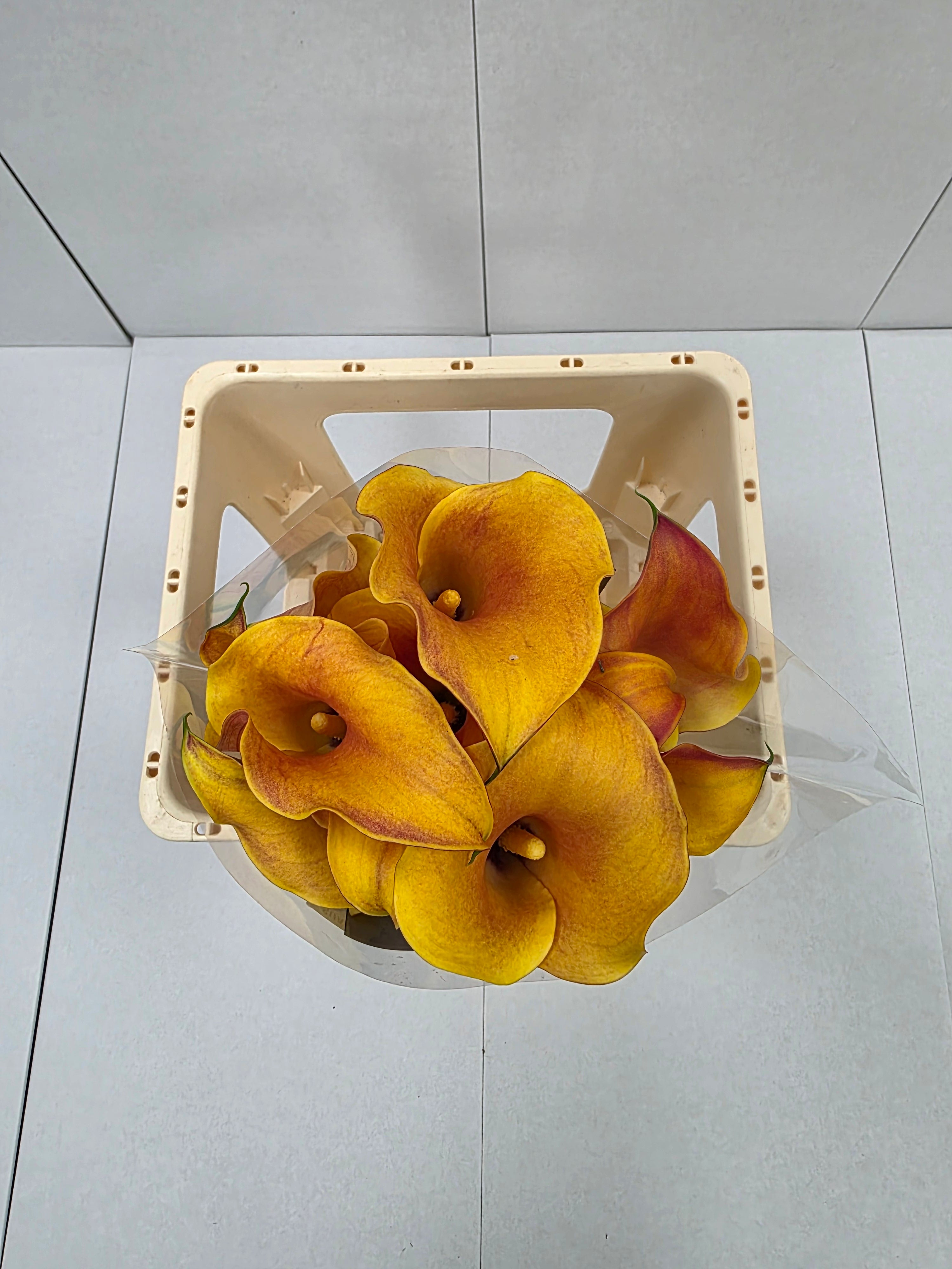 Farm Fresh Calla/Zantedeschia Capt Odeon(Bunch of 10stems, length 70cm)