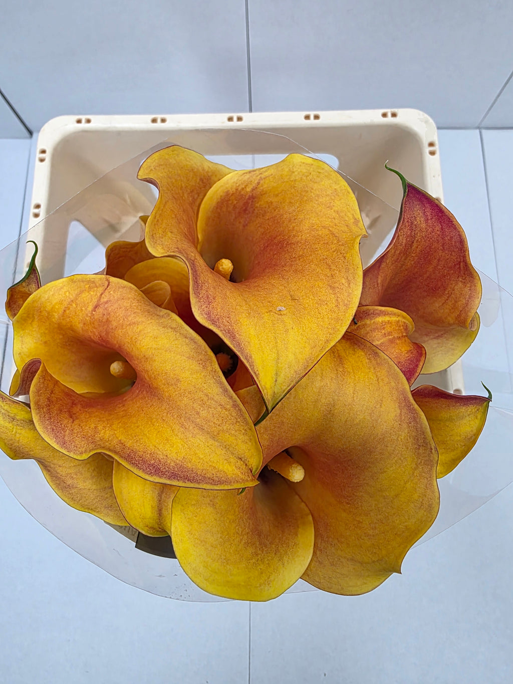 Farm Fresh Calla/Zantedeschia Capt Odeon(Bunch of 10stems, length 70cm)