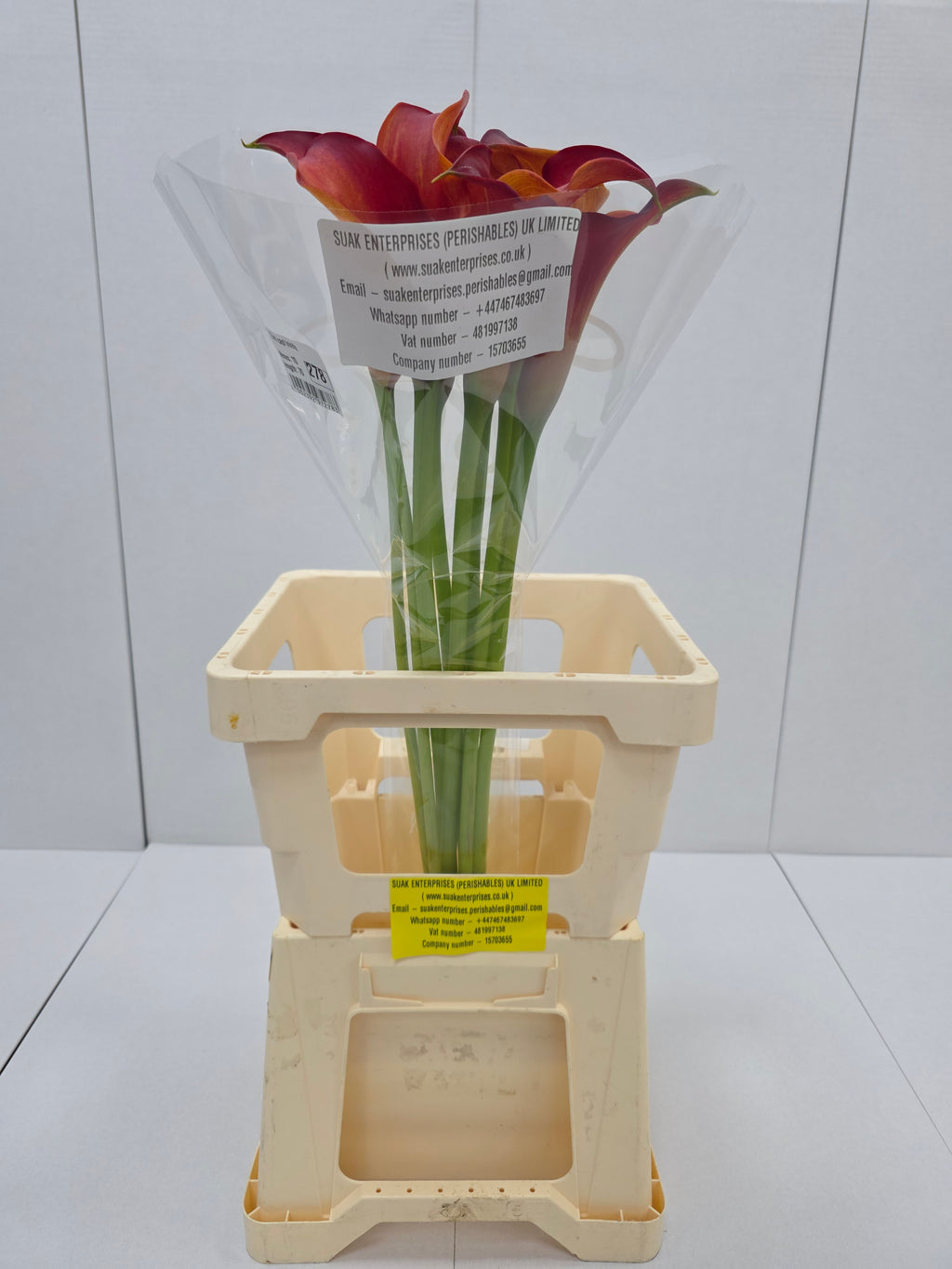 Farm Fresh Calla/Zantedeschia Capt Trinity (Bunch of 10stems, length 70cm)