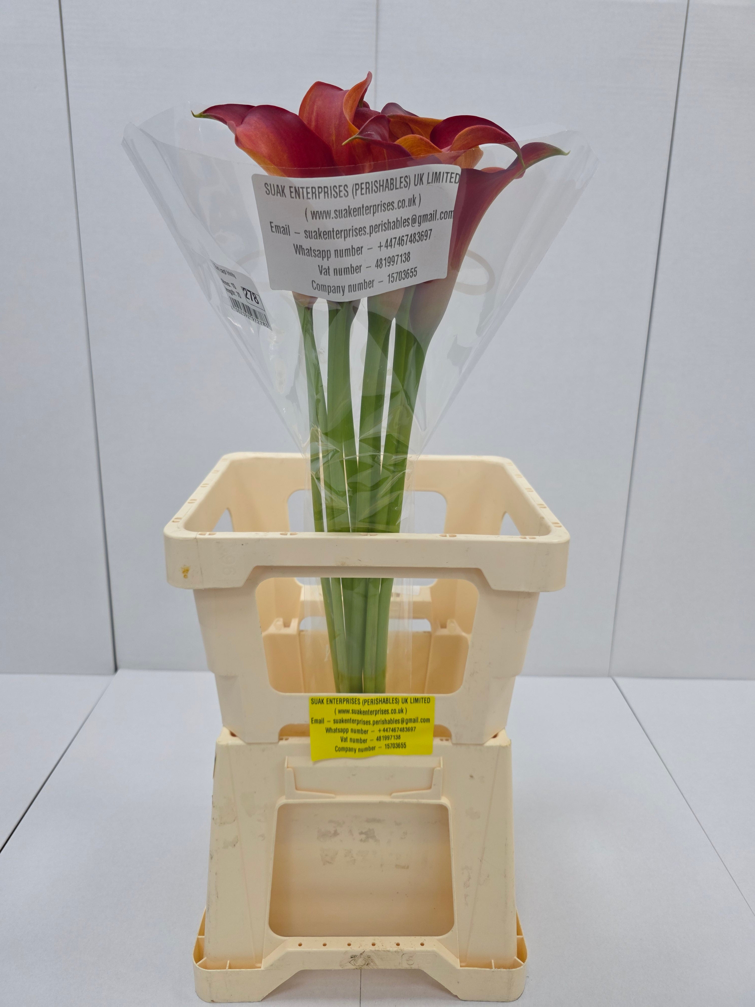Farm Fresh Calla/Zantedeschia Capt Trinity (Bunch of 10stems, length 70cm)