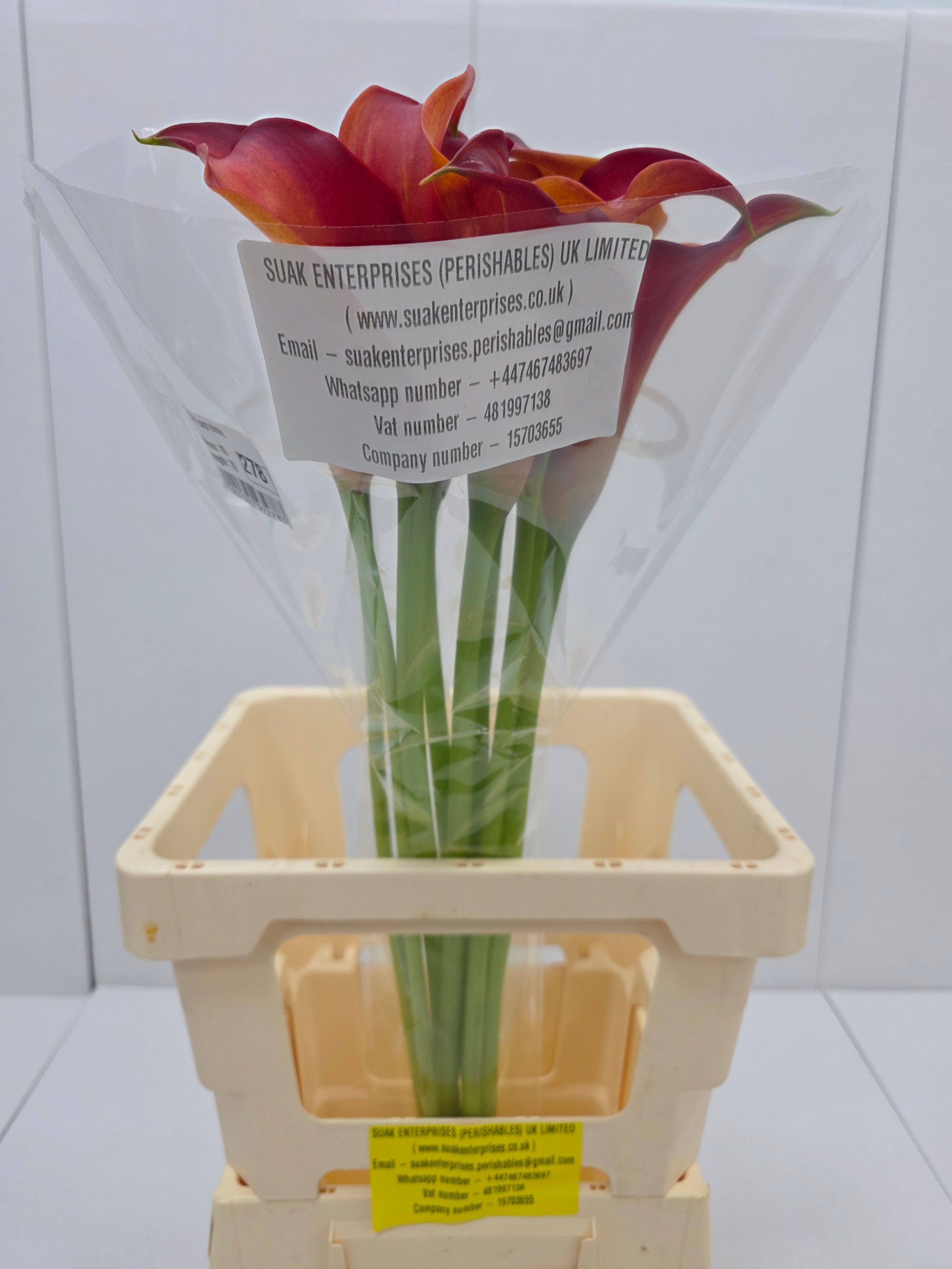 Farm Fresh Calla/Zantedeschia Capt Trinity (Bunch of 10stems, length 70cm)