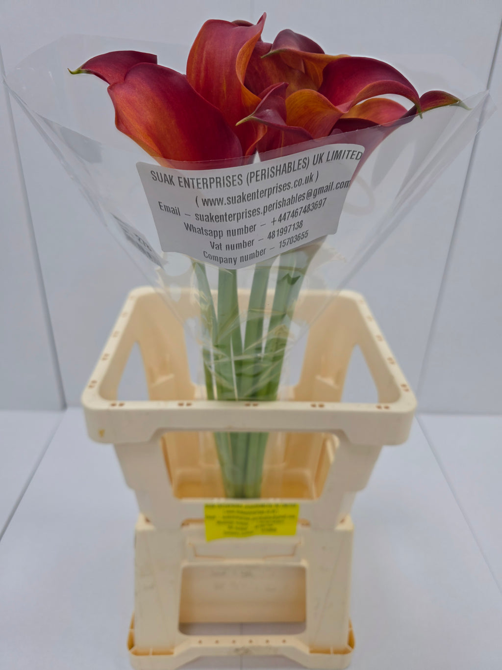 Farm Fresh Calla/Zantedeschia Capt Trinity (Bunch of 10stems, length 70cm)