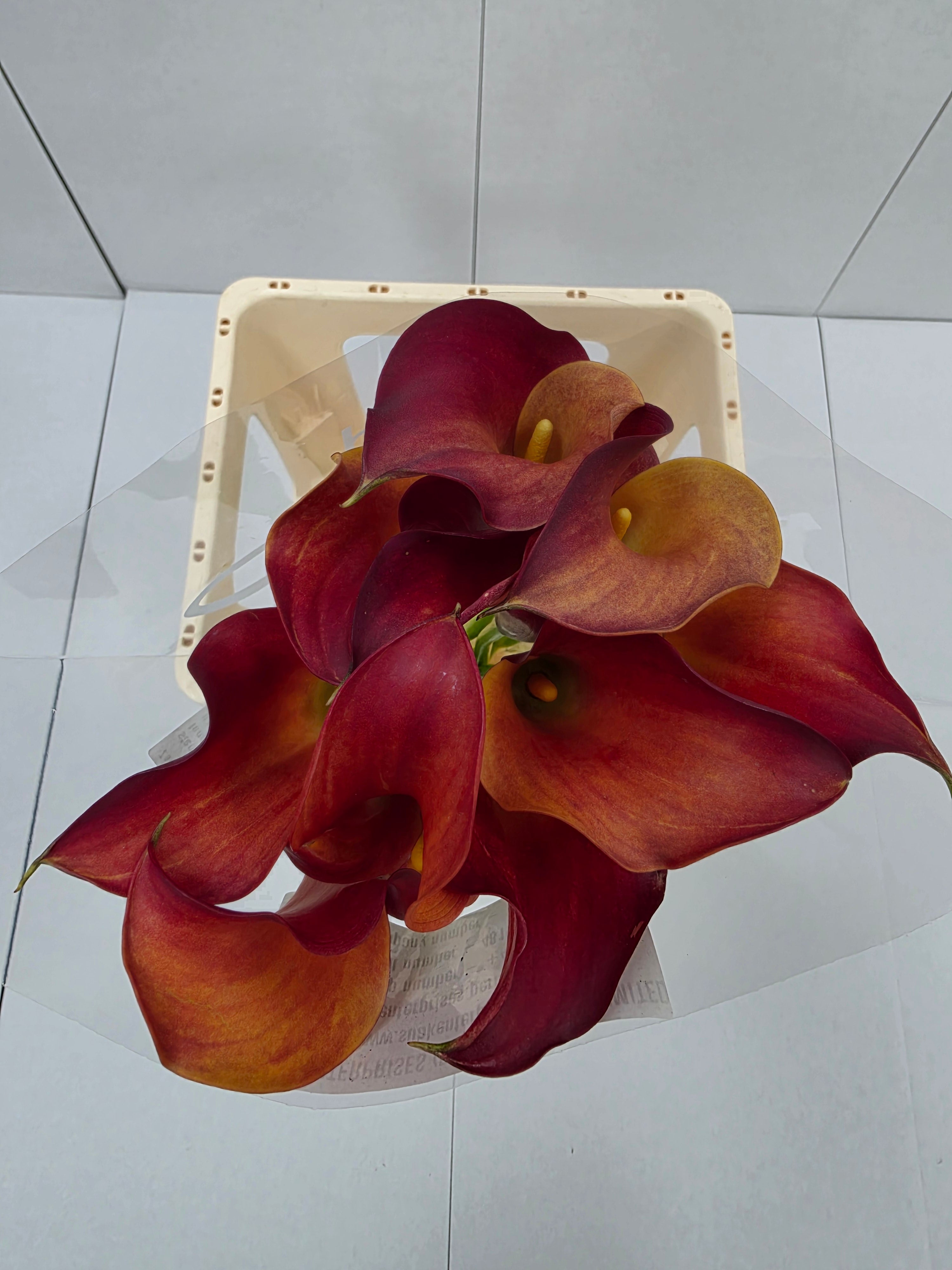 Farm Fresh Calla/Zantedeschia Capt Trinity (Bunch of 10stems, length 70cm)