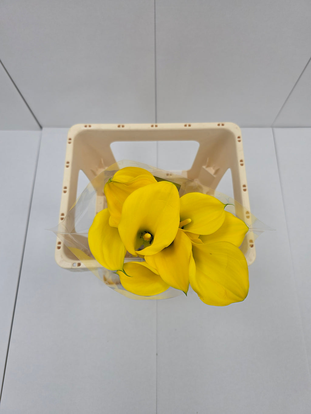 Farm Fresh Calla/Zantedeschia Gold Medal(Bunch of 10stems, length 55cm)